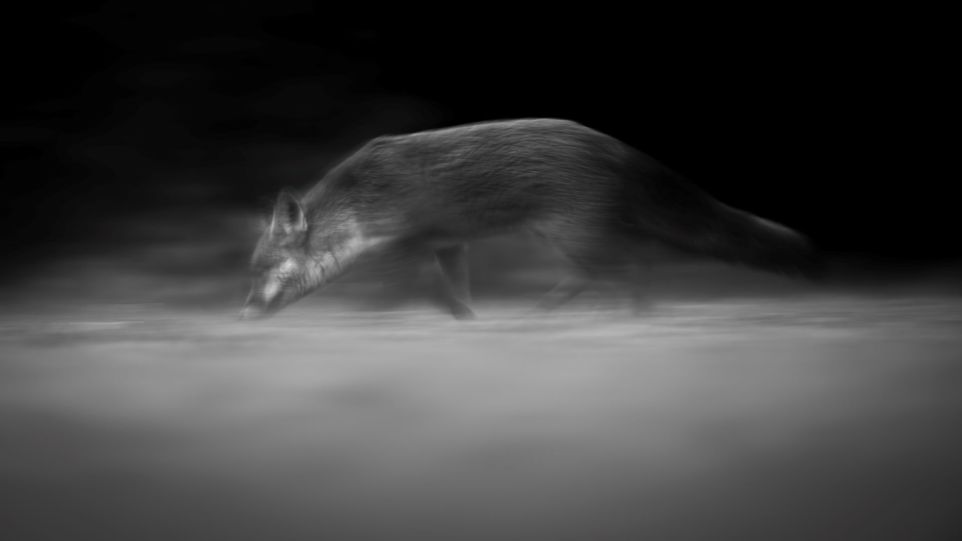 DSC_5819 Fox (B&W 16x9).jpg