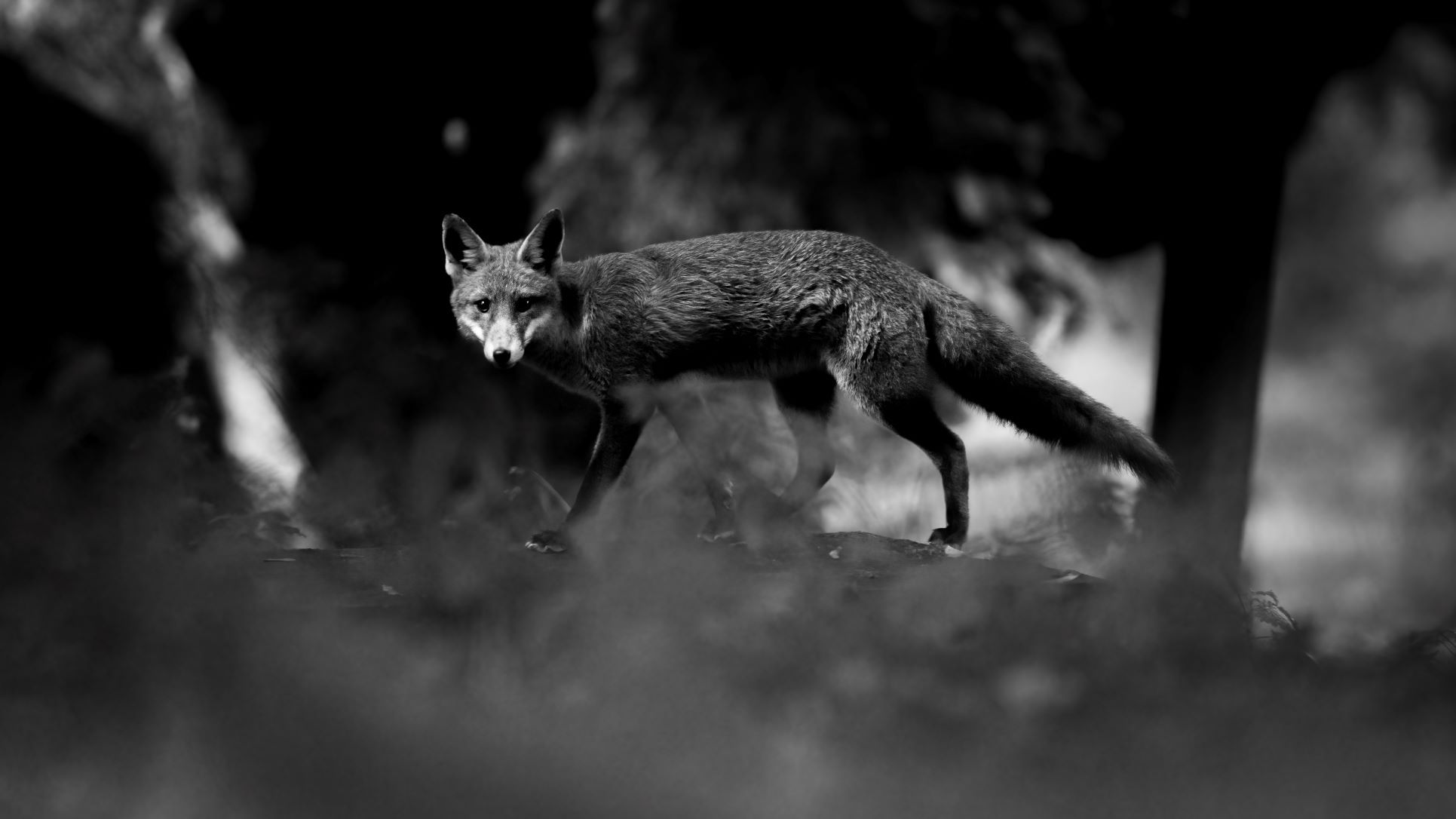 DSC_9140 Fox on a log (16x9 B&W).jpg