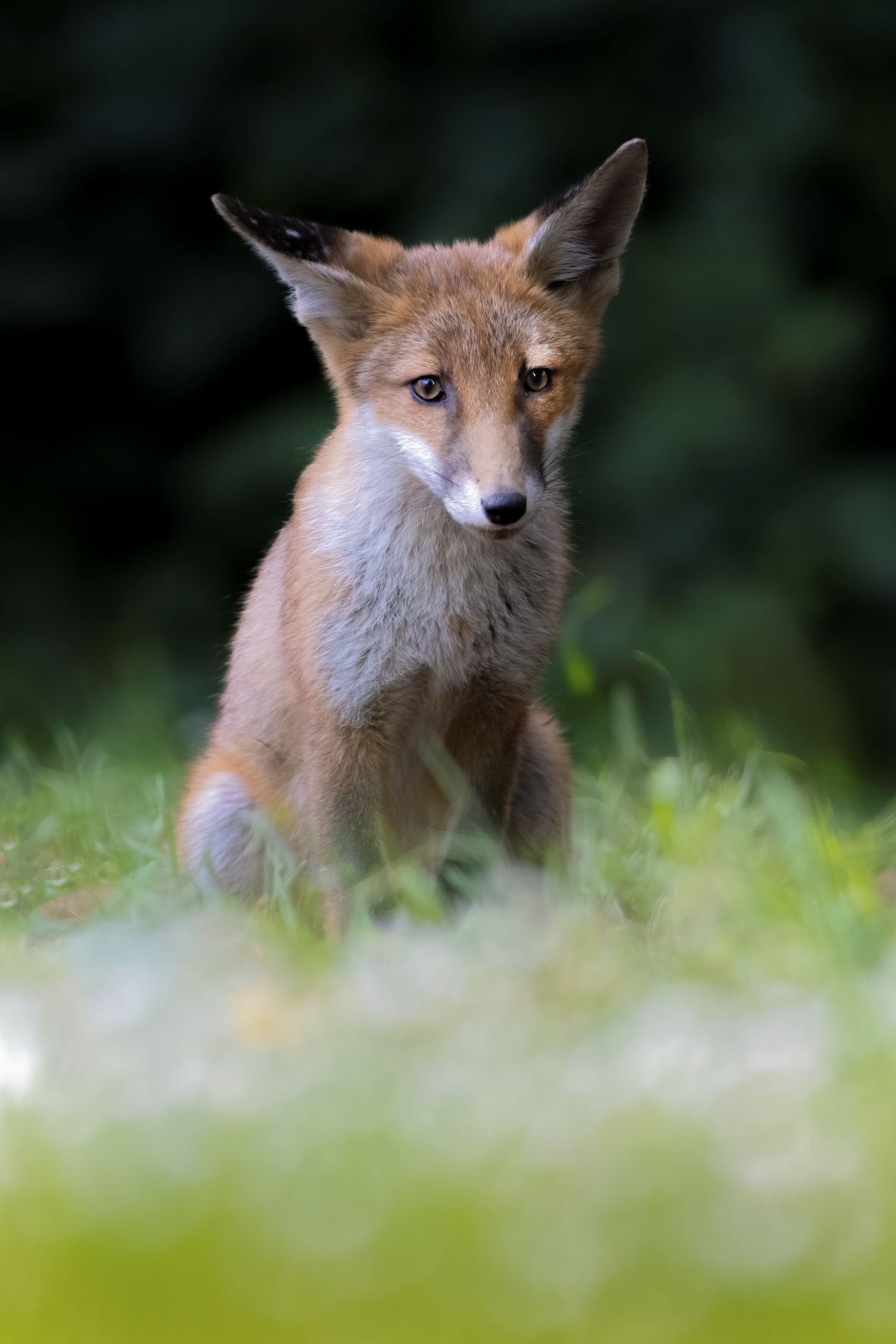 DSC_0382 Fox Kit (6x4 Portrait).jpg