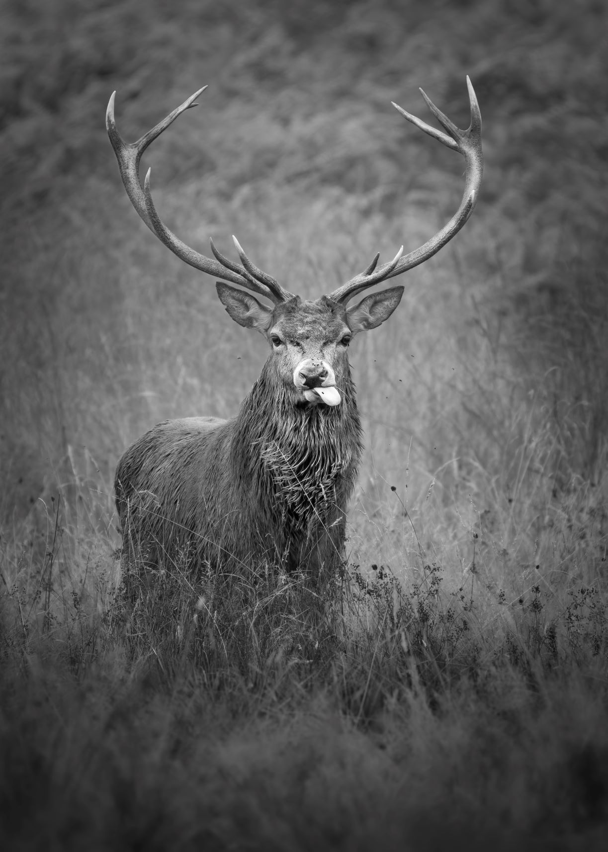 DSC_0156 Red Deer Stag (Tongue Out B&W 7x5 Portrait).jpg