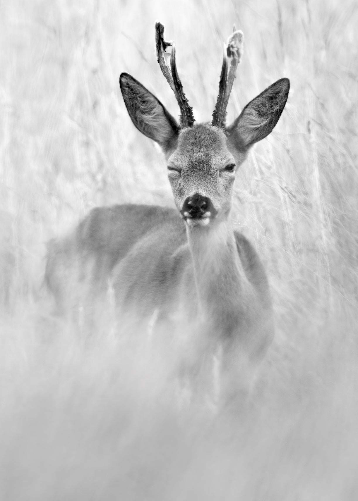 DSC_3387 Roe Deer Buck (7x5 High Key B&W Portrait).jpg