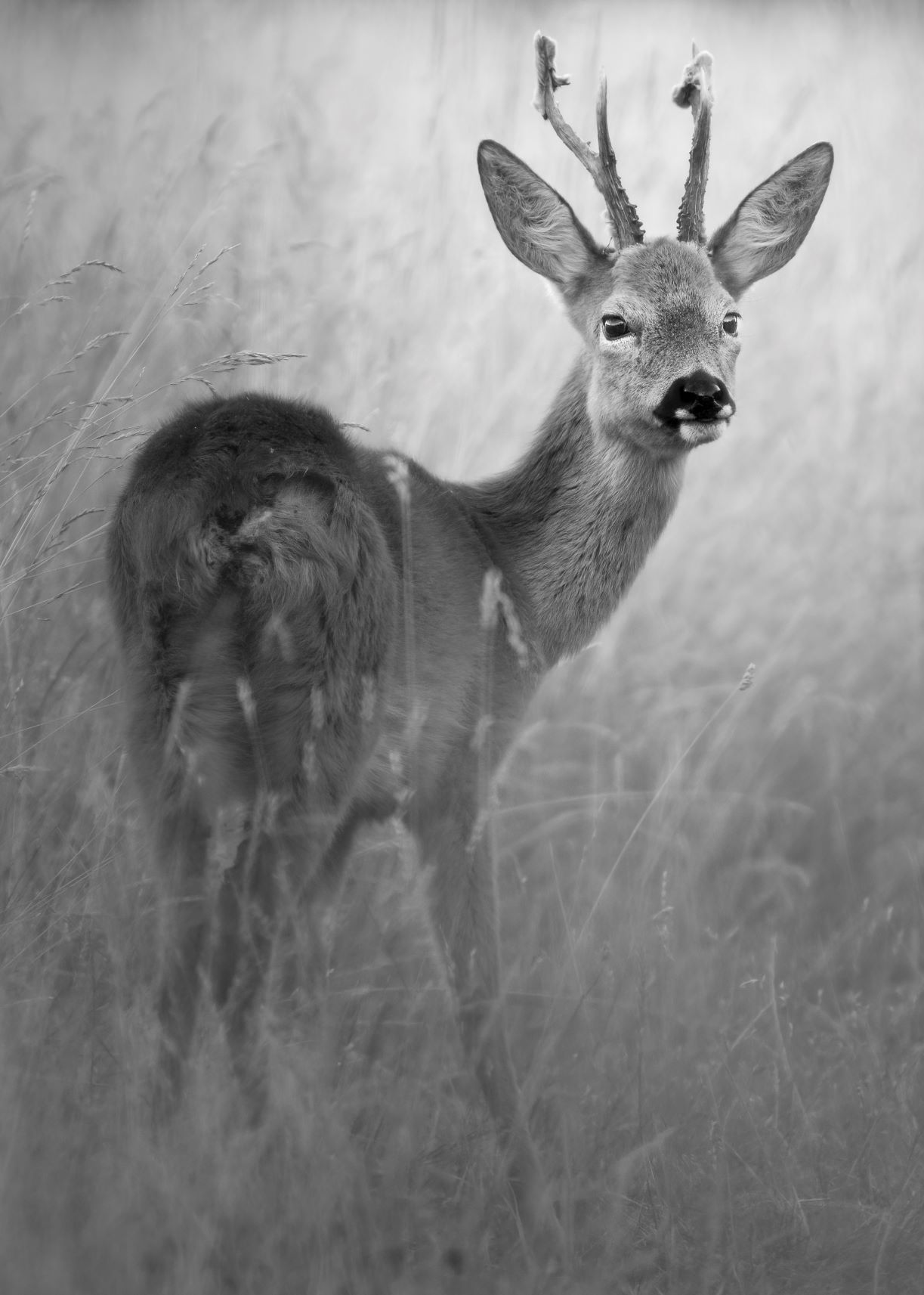 DSC_3335 Roe Deer Buck (7x5 B&W Portrait).jpg