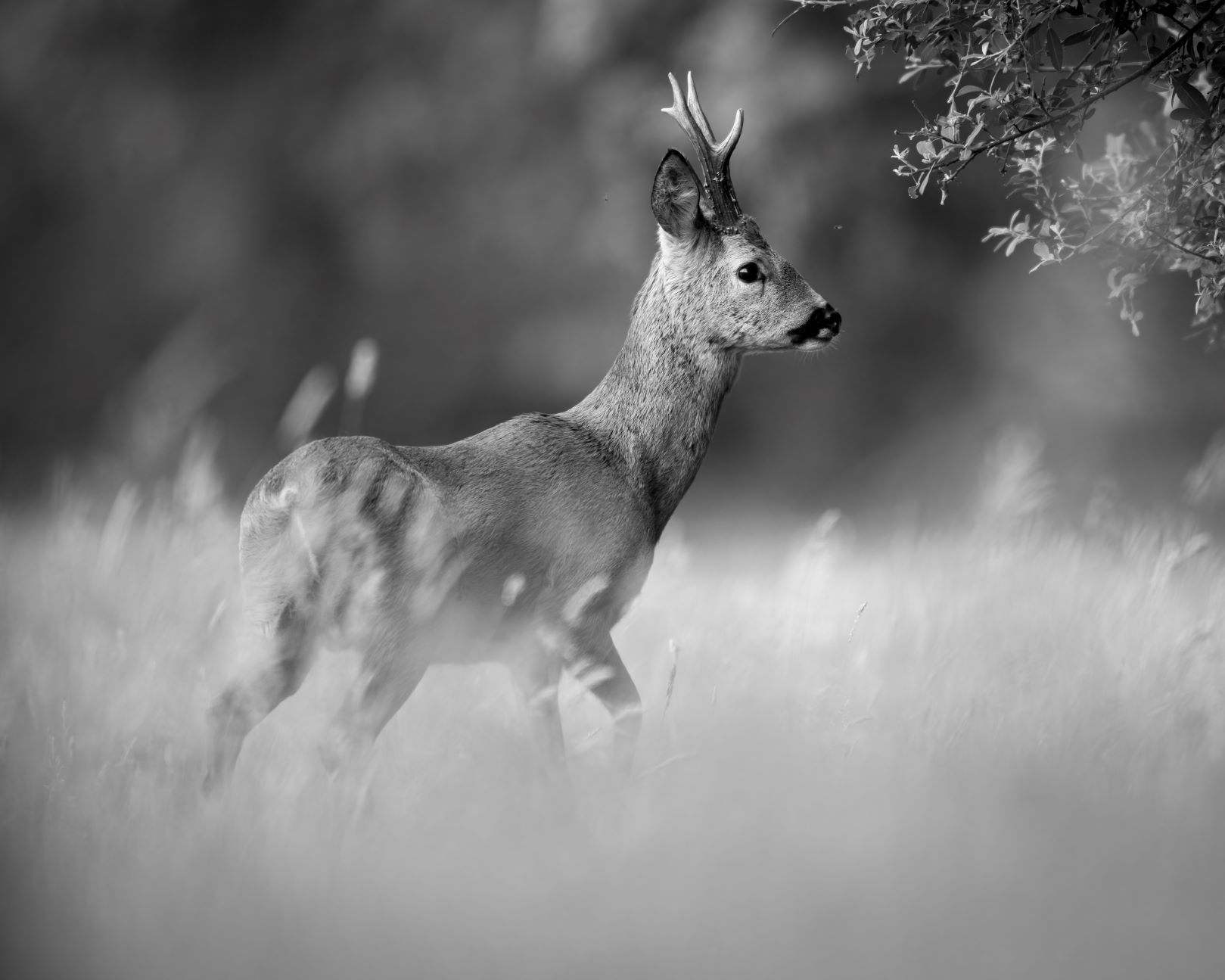DSC_0660 Roe Deer Buck (8x10 B&W).jpg