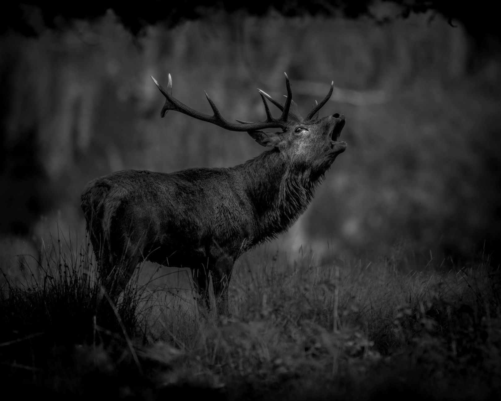DSC_0358 Final Call (Red Deer Stag 8x10 Powerful Gallery B&W ).jpg