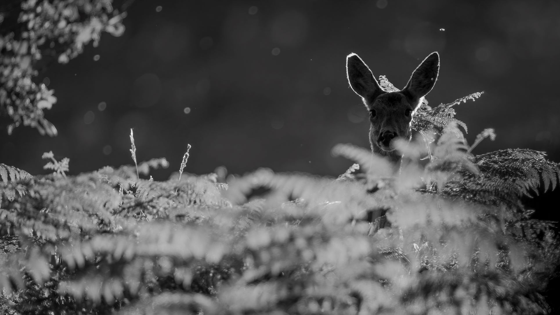 DSC_2166 Backlit Roe Deer Doe (16x9 B&W)