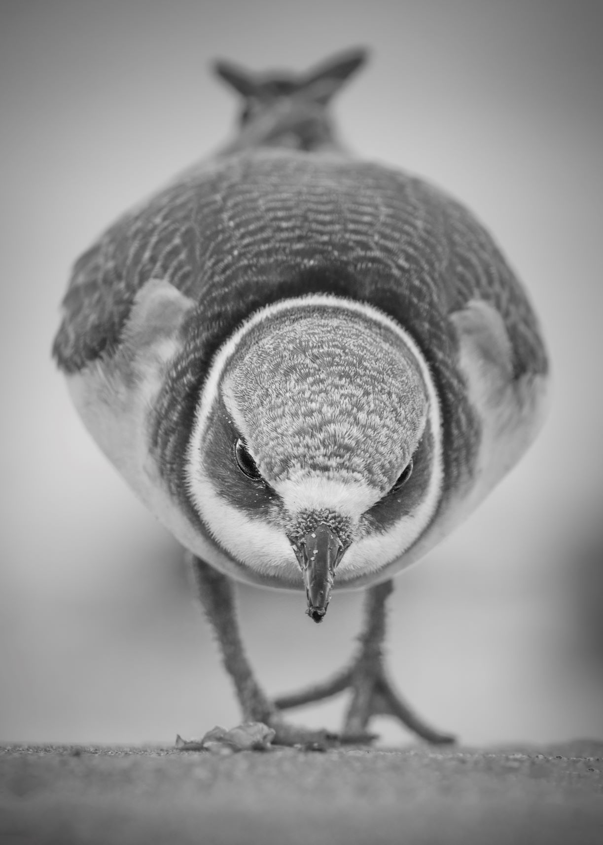 DSC_1101 Ringed Plover High Contrast (7x5 B&W Portrait).jpg