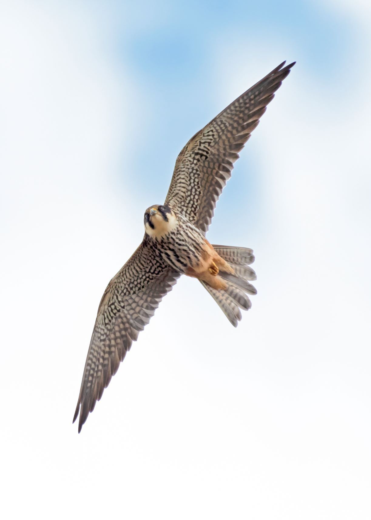 DSC_2593 Male Hobby V2.jpg