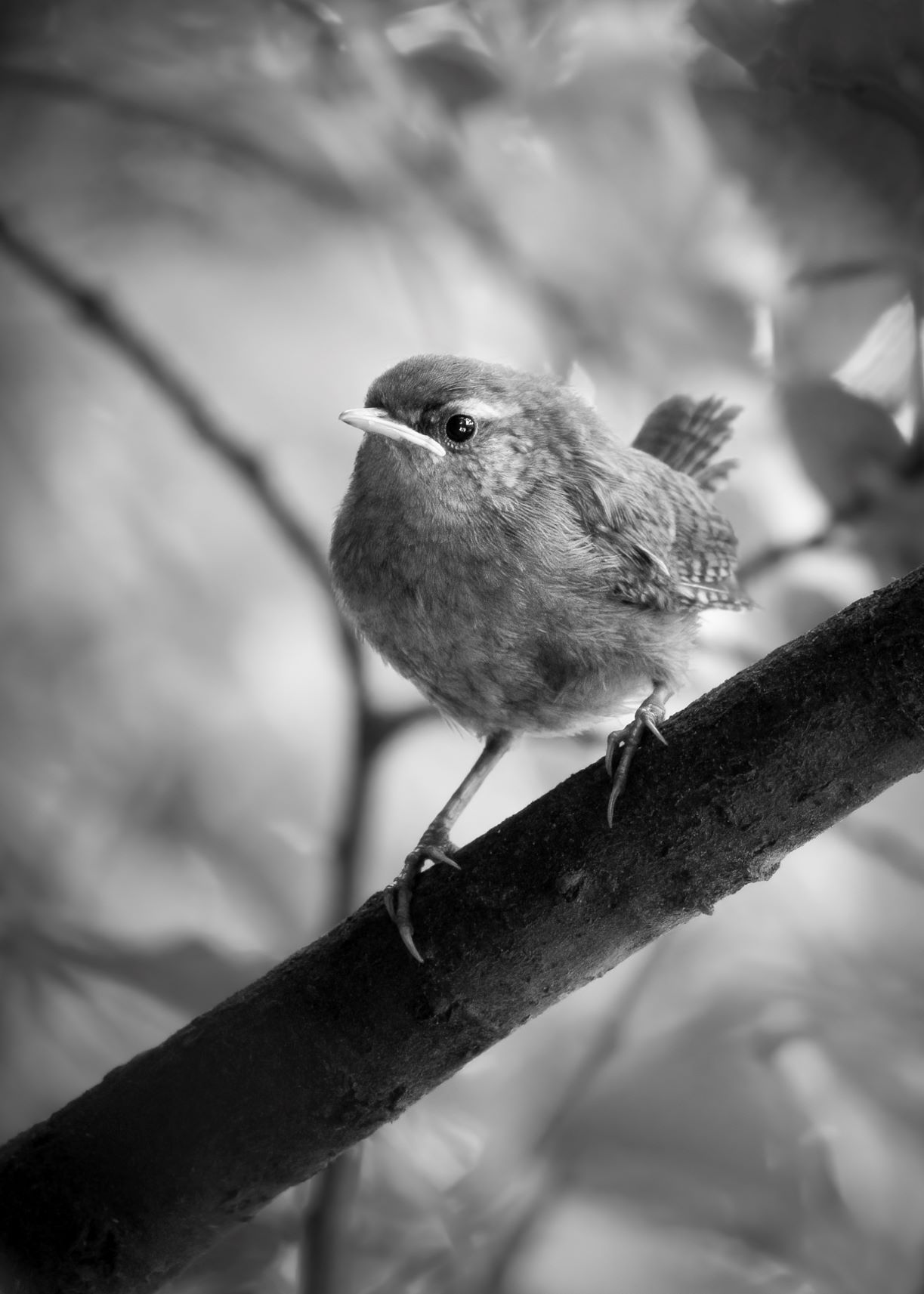 DSC_3029 Wren (7x5 B&W Portrait).jpg