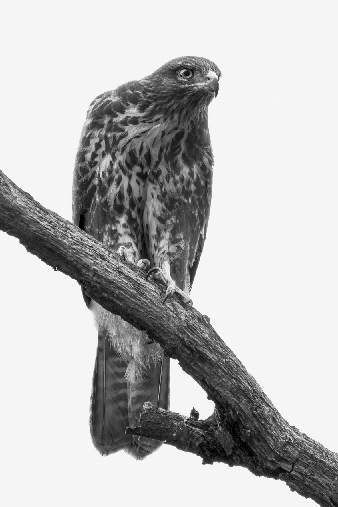 DSC_3445 Young Buzzard (6x4 B&W Portrait).jpg