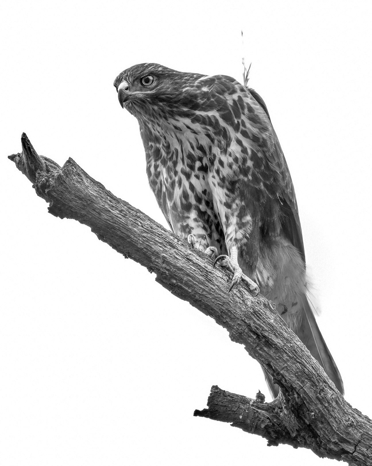 DSC_3456 Young Buzzard (10x8 B&W Portrait).jpg