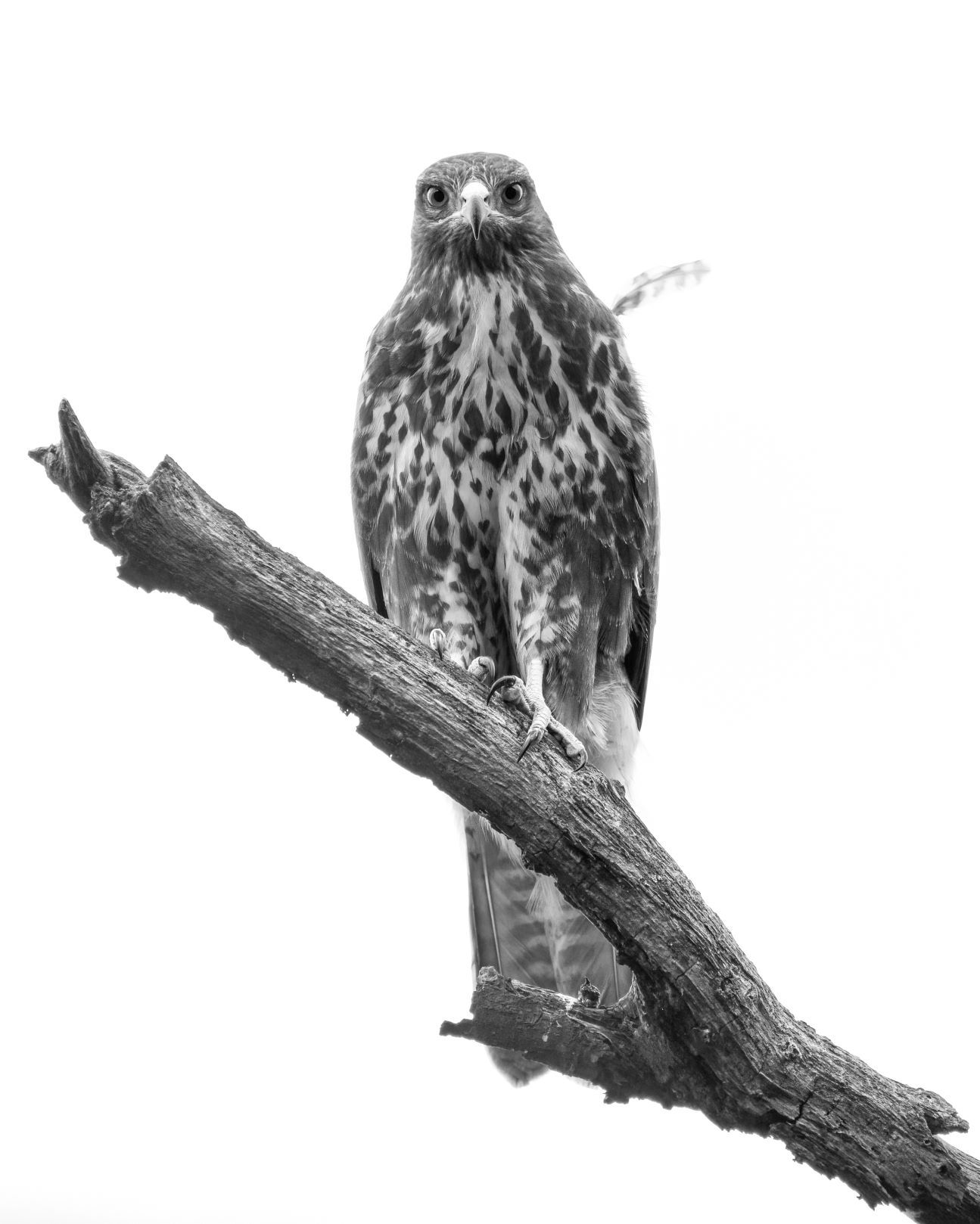 DSC_3464 Young Buzzard (10x8 B&W Portrait).jpg