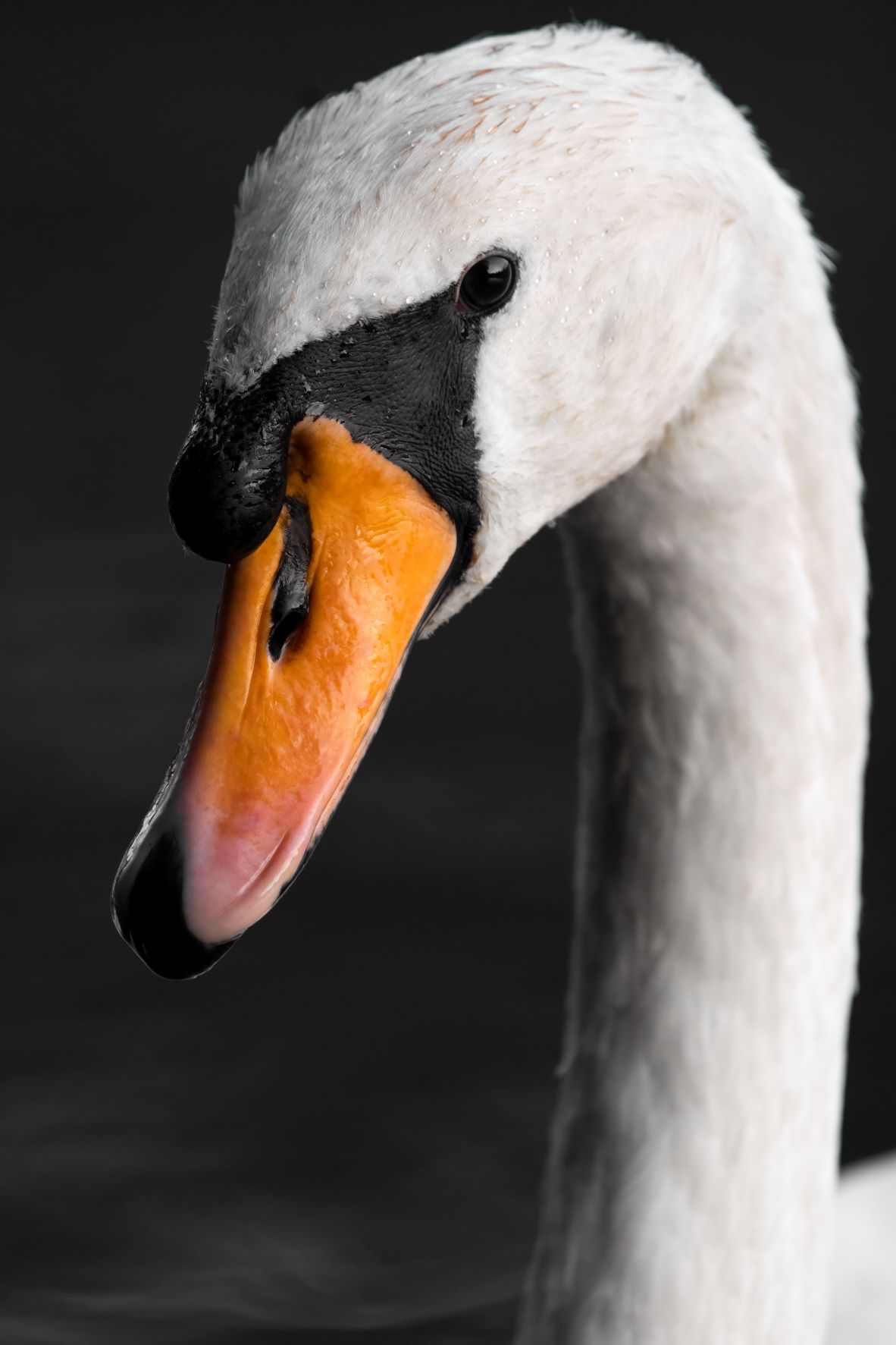 DSC_4615 Mute Swan (6x4 Portrait).jpg