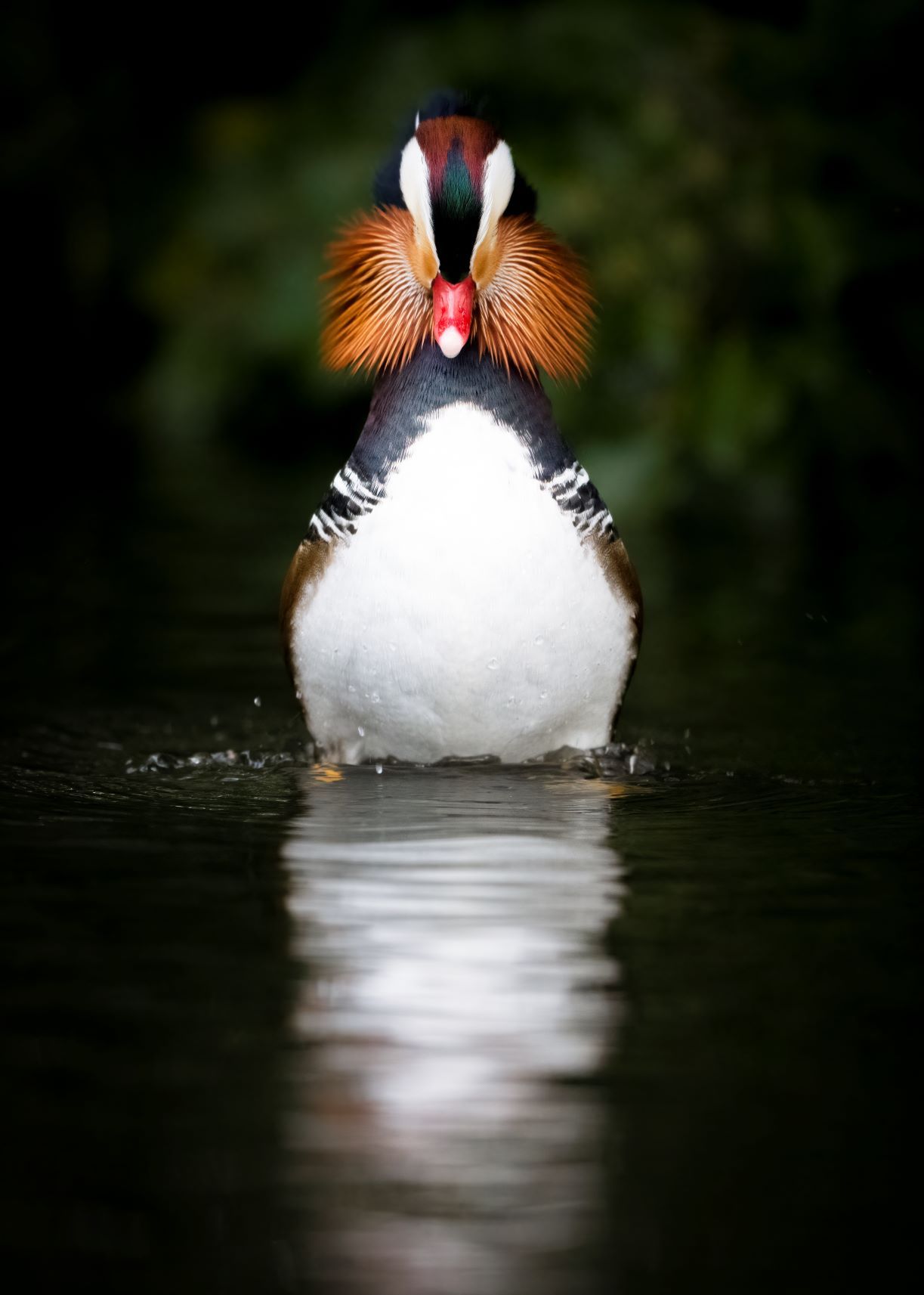 DSC_6066 Male Mandarin Duck (7x5 Portrait).jpg
