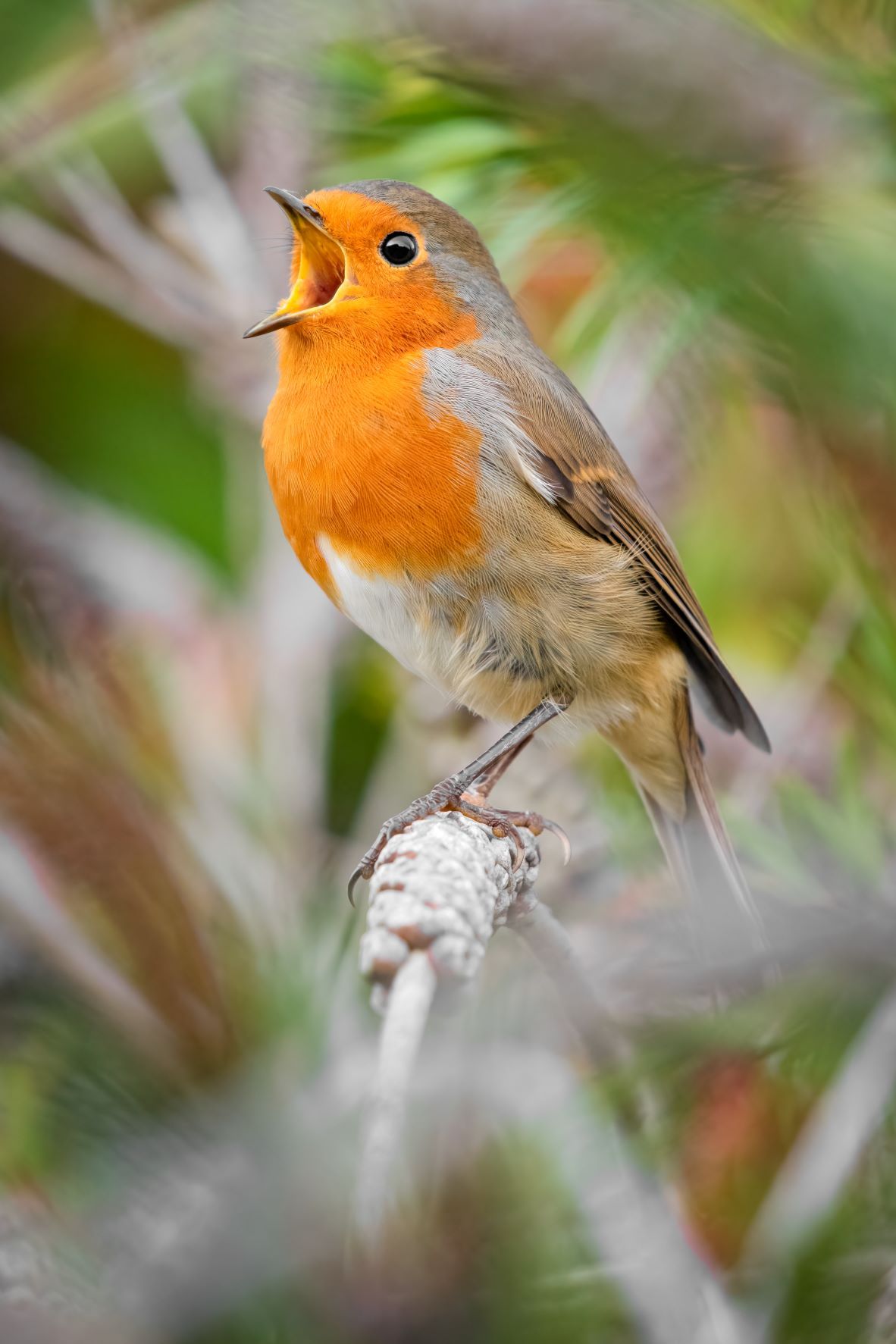 DSC_6961 Singing Robin (6x4 Portrait).jpg