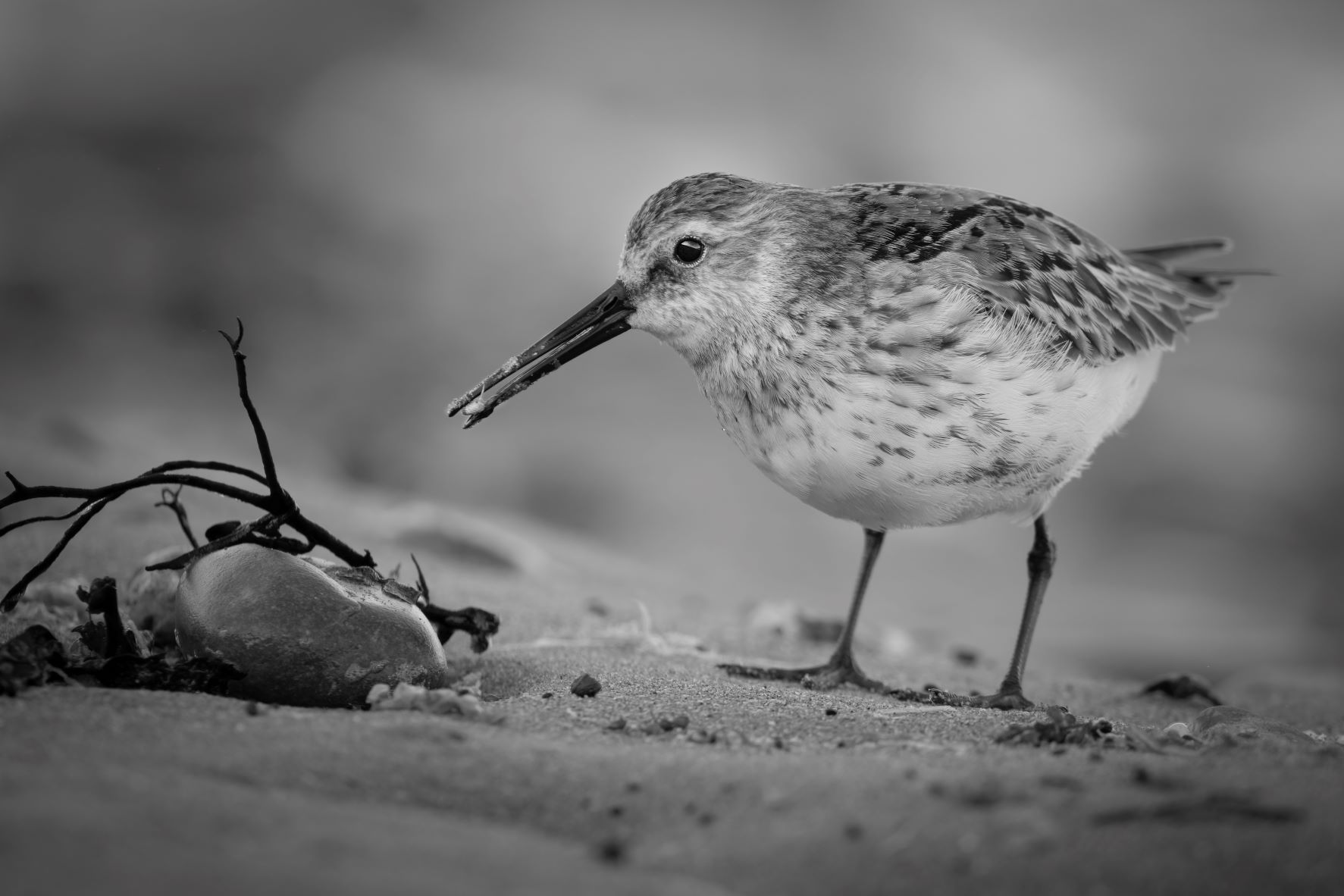 DSC_1246 Dunlin (6x4 B&W).jpg