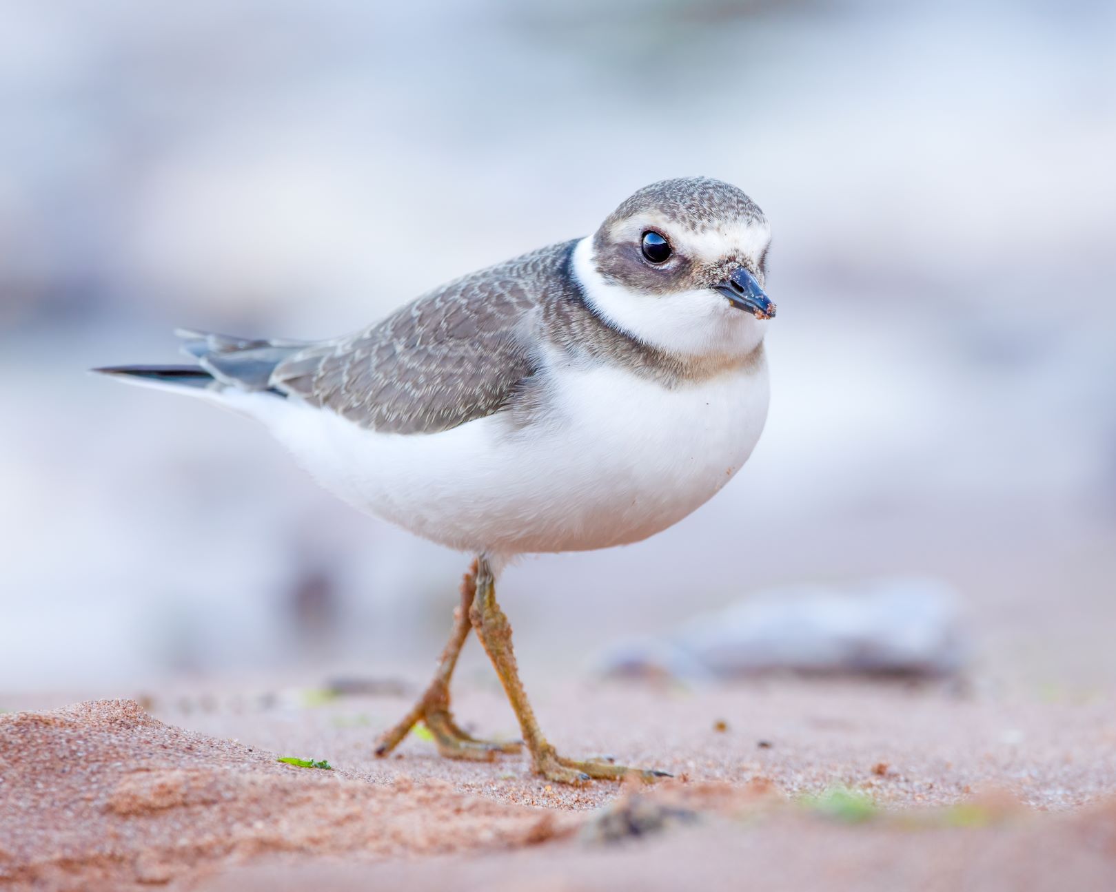 DSC_1336 Ringed Plover (8x10).jpg