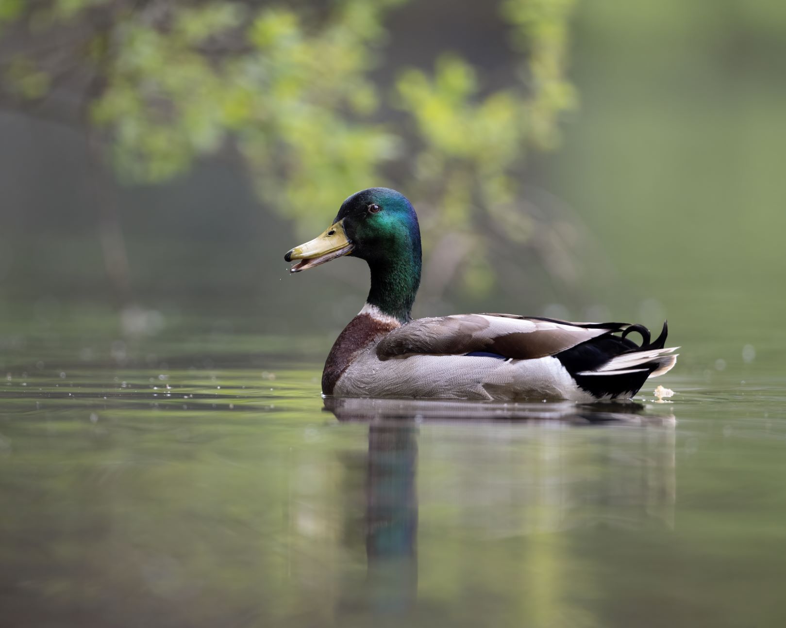 DSC_7924 Male Mallard (8x10).jpg