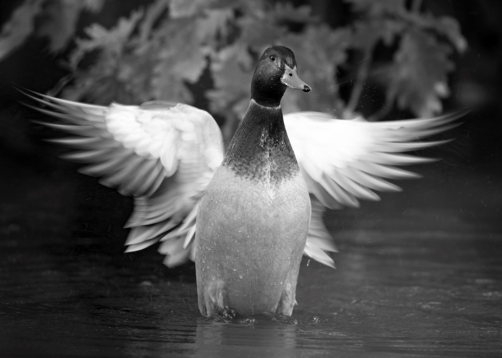 DSC_6761 Mallard Wingflap (7x5 B&W).jpg