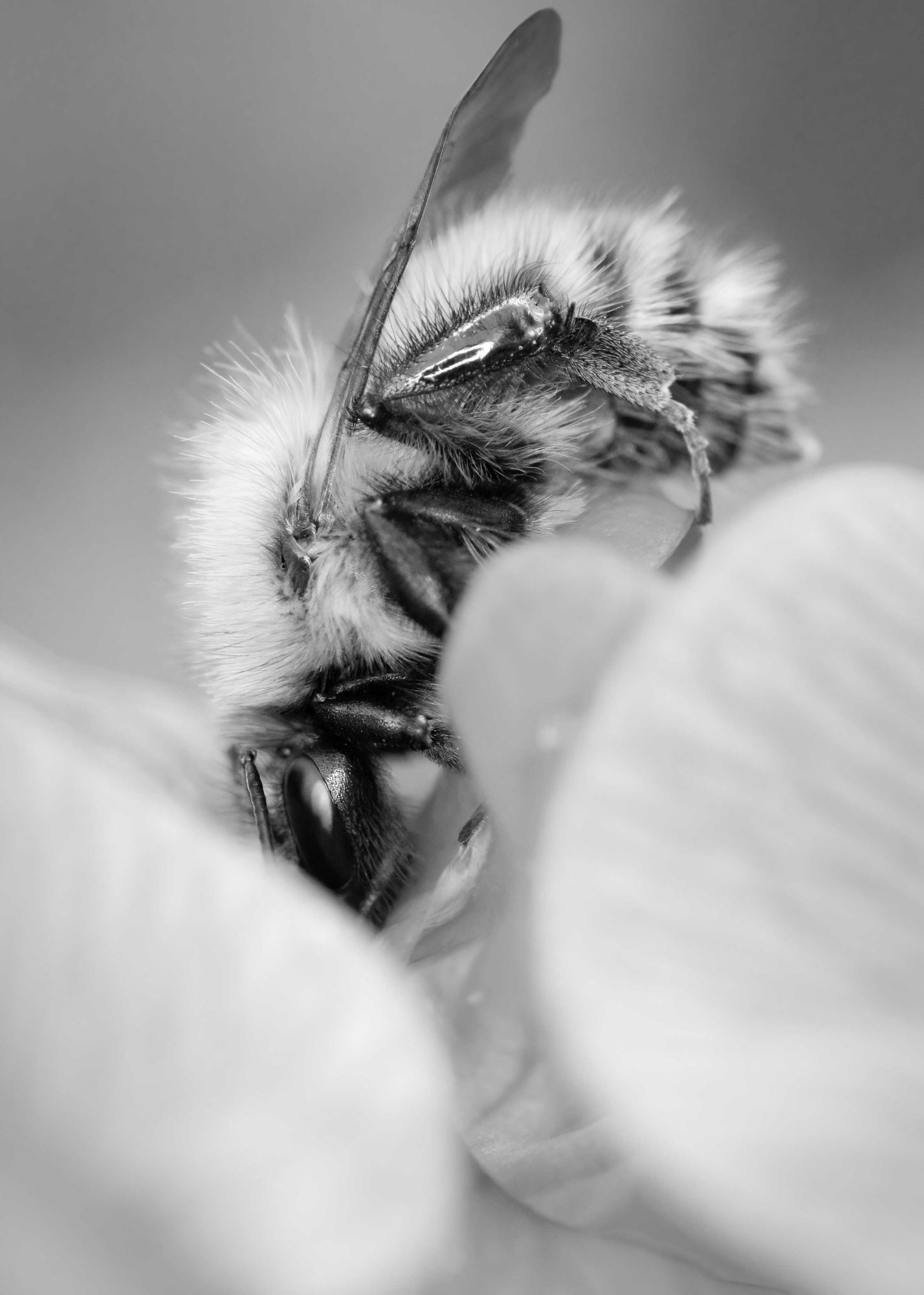 DSC_1075 Bee & Sweetpea (7x5 B&W Portrait)