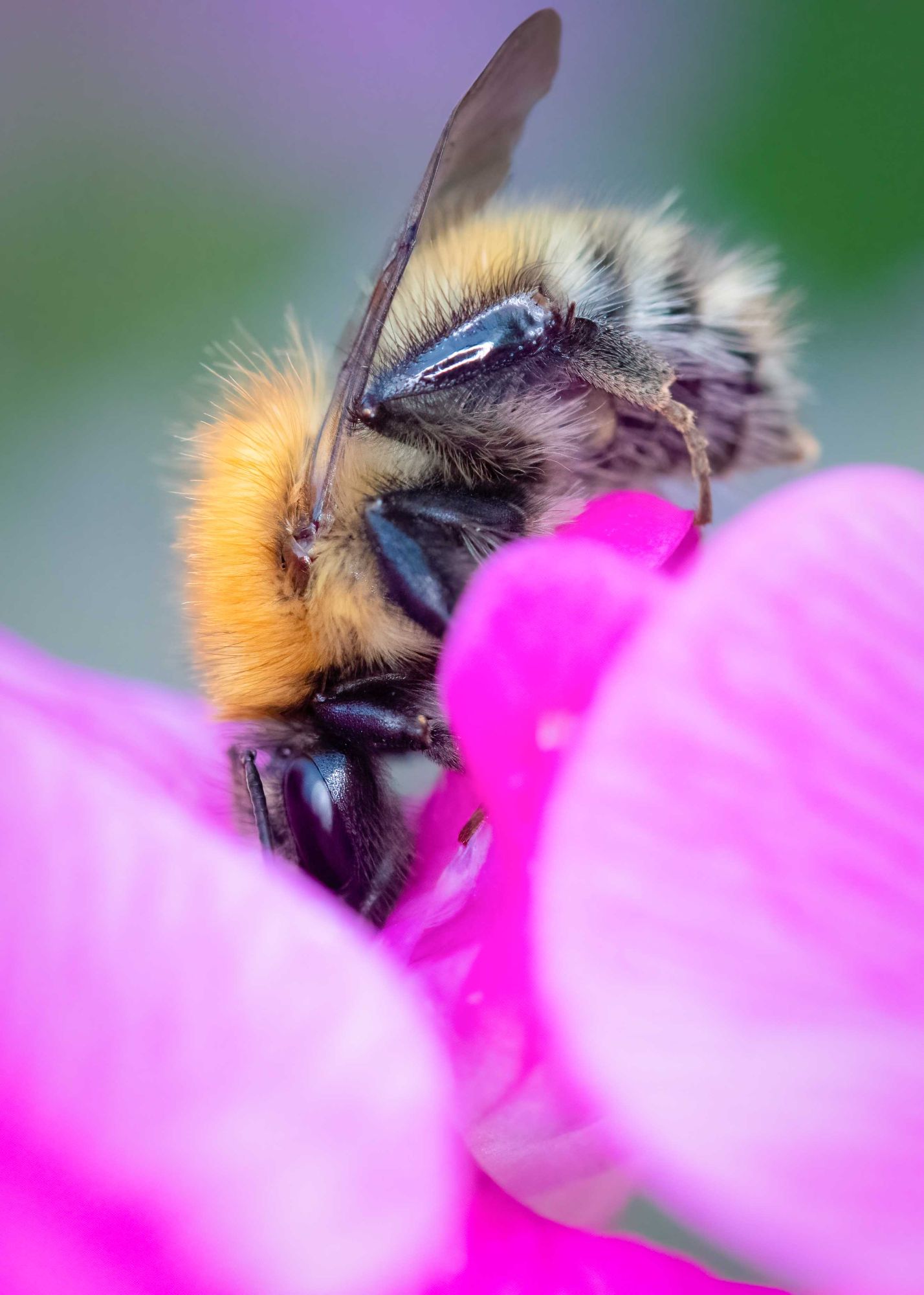 DSC_1075 Bee & Sweetpea (7x5 Portrait)