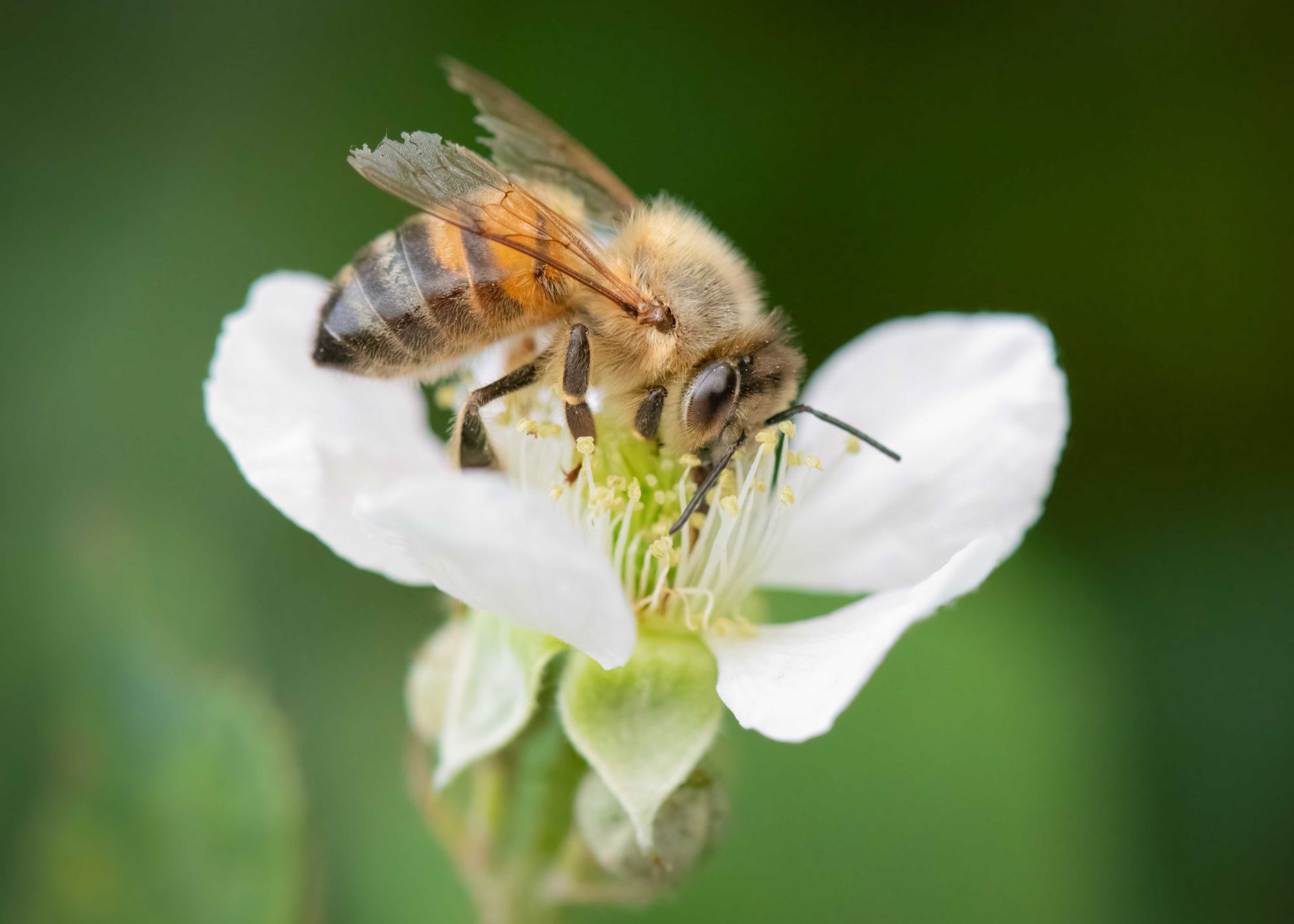 DSC_0871 Honey Bee (7x5)