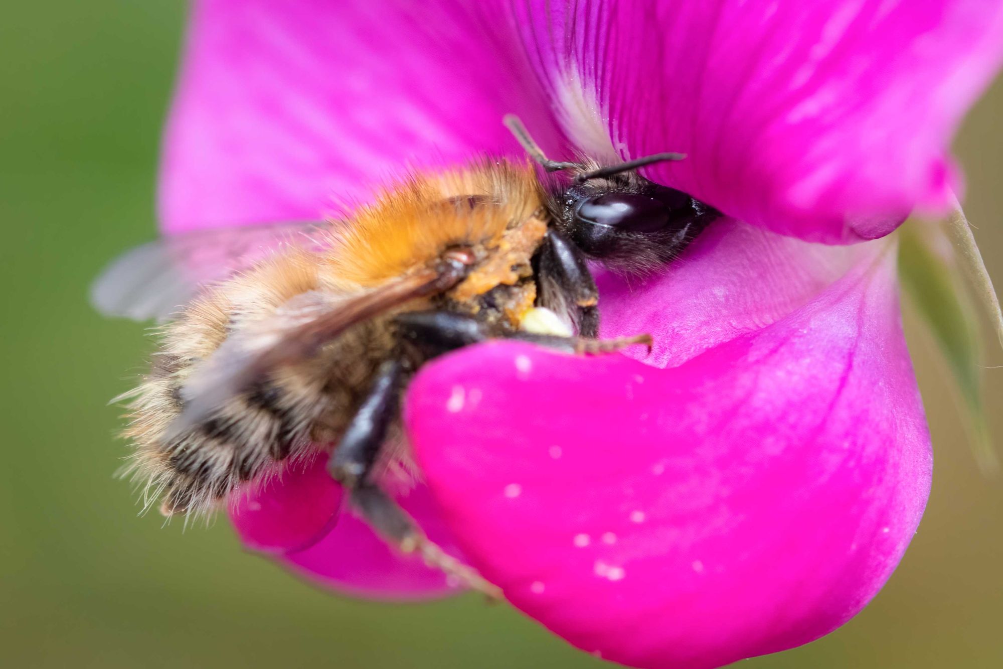DSC_0974 Honey Bee & Sweetpea (6x4).jpg
