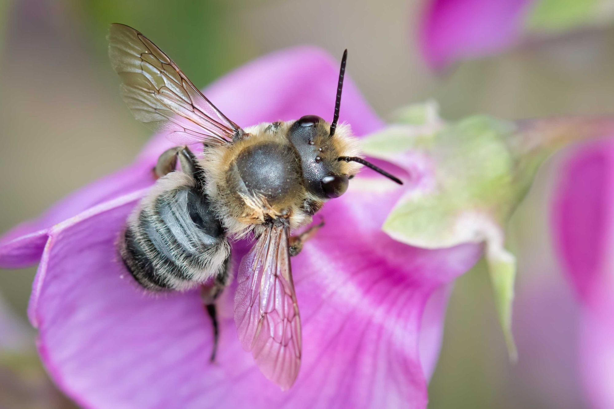 DSC_0957 Bee & Sweetpea (6x4).jpg
