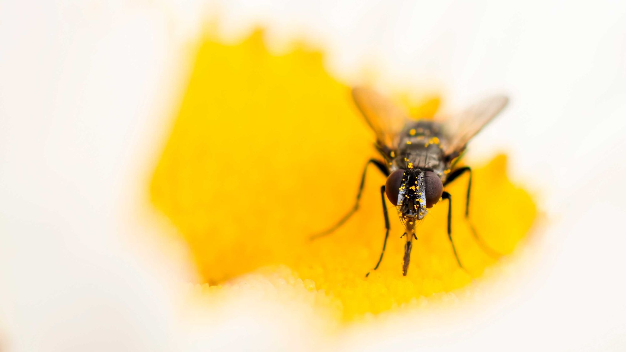 DSC_1017 Fly & Daisy (16x9).jpg