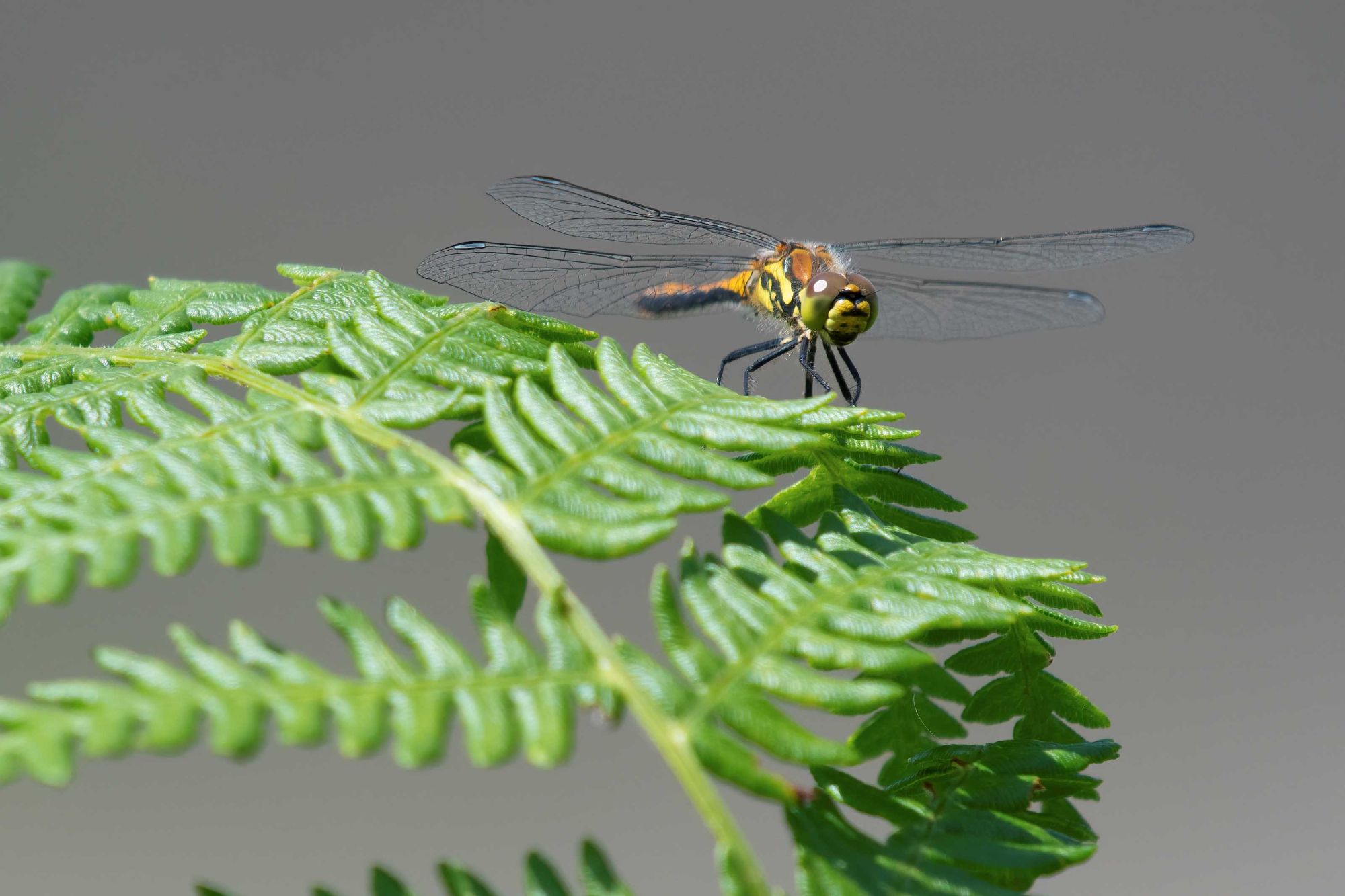 DSC_1689 Dragonfly.jpg