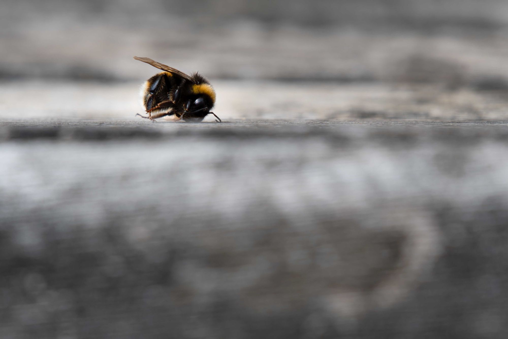 DSC_9485 Bumblebee (6x4).jpg
