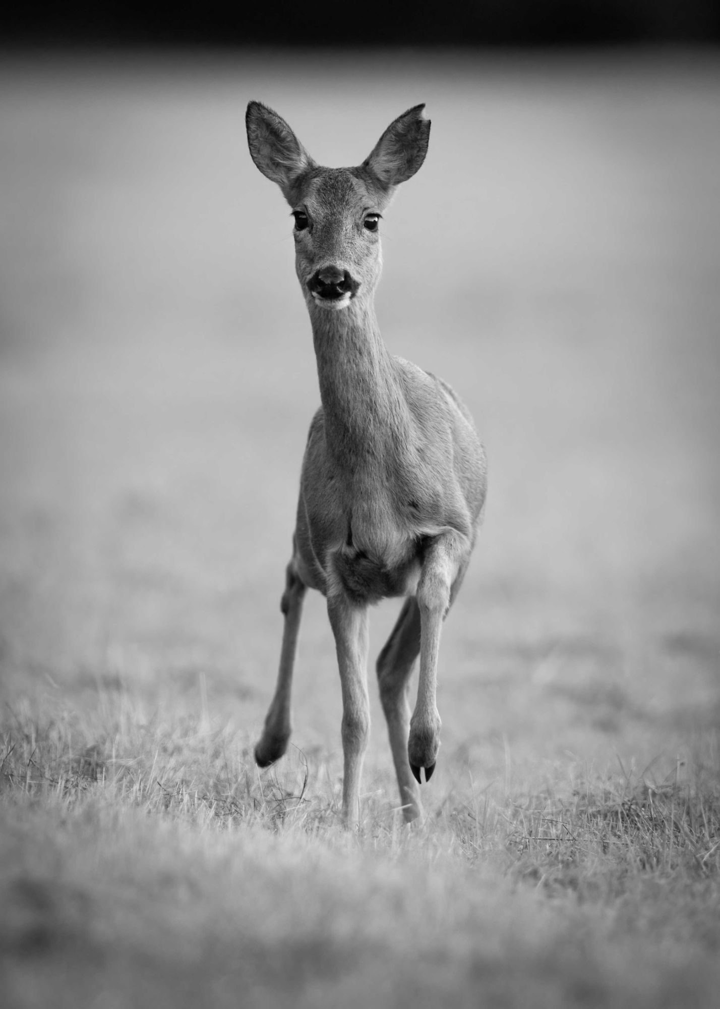 DSC_8909 Roe Deer Doe (7x5 B&W Portrait).jpg