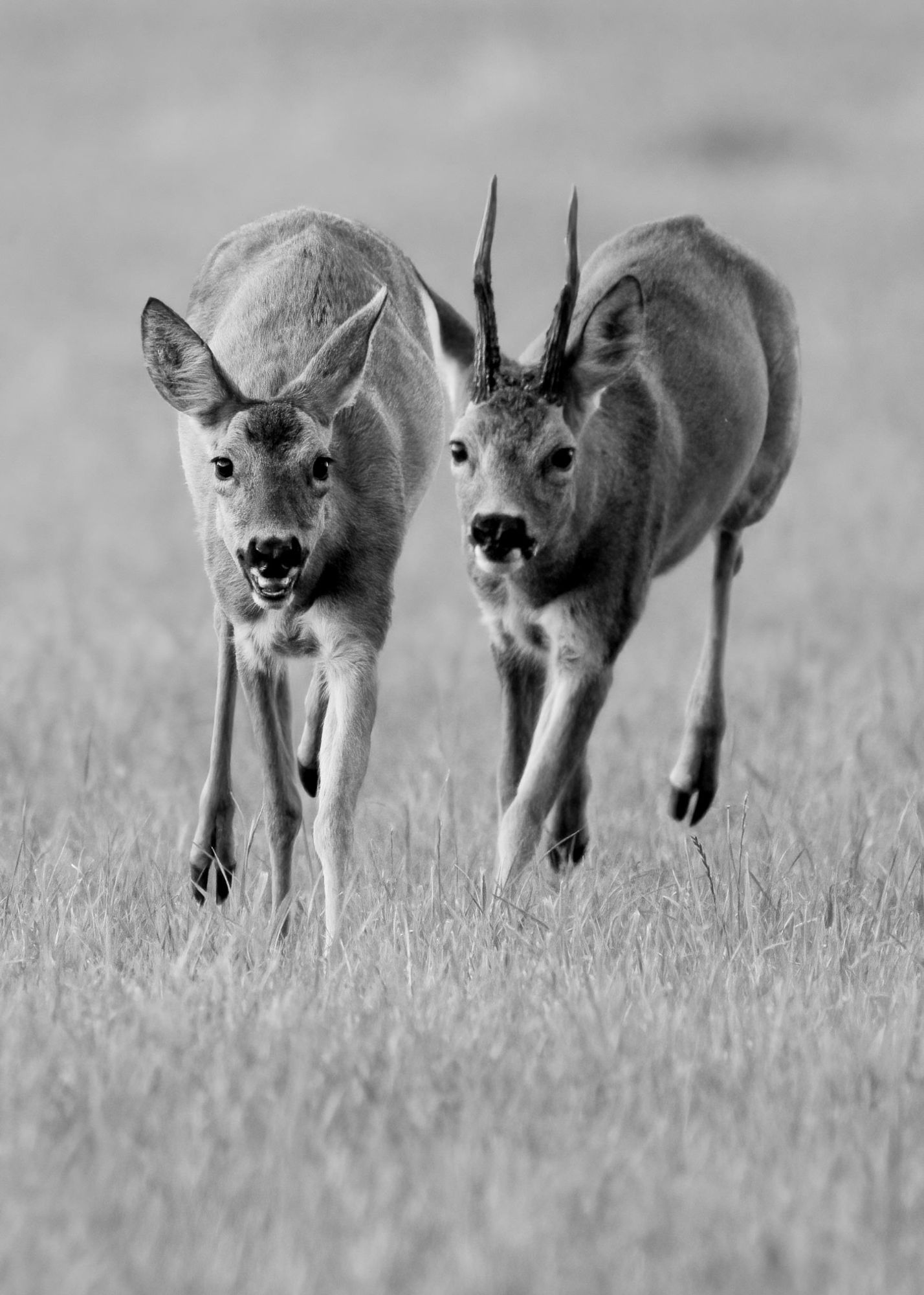 DSC_3229 The Chase (Roe Deer 7x5 B&W Portrait).jpg