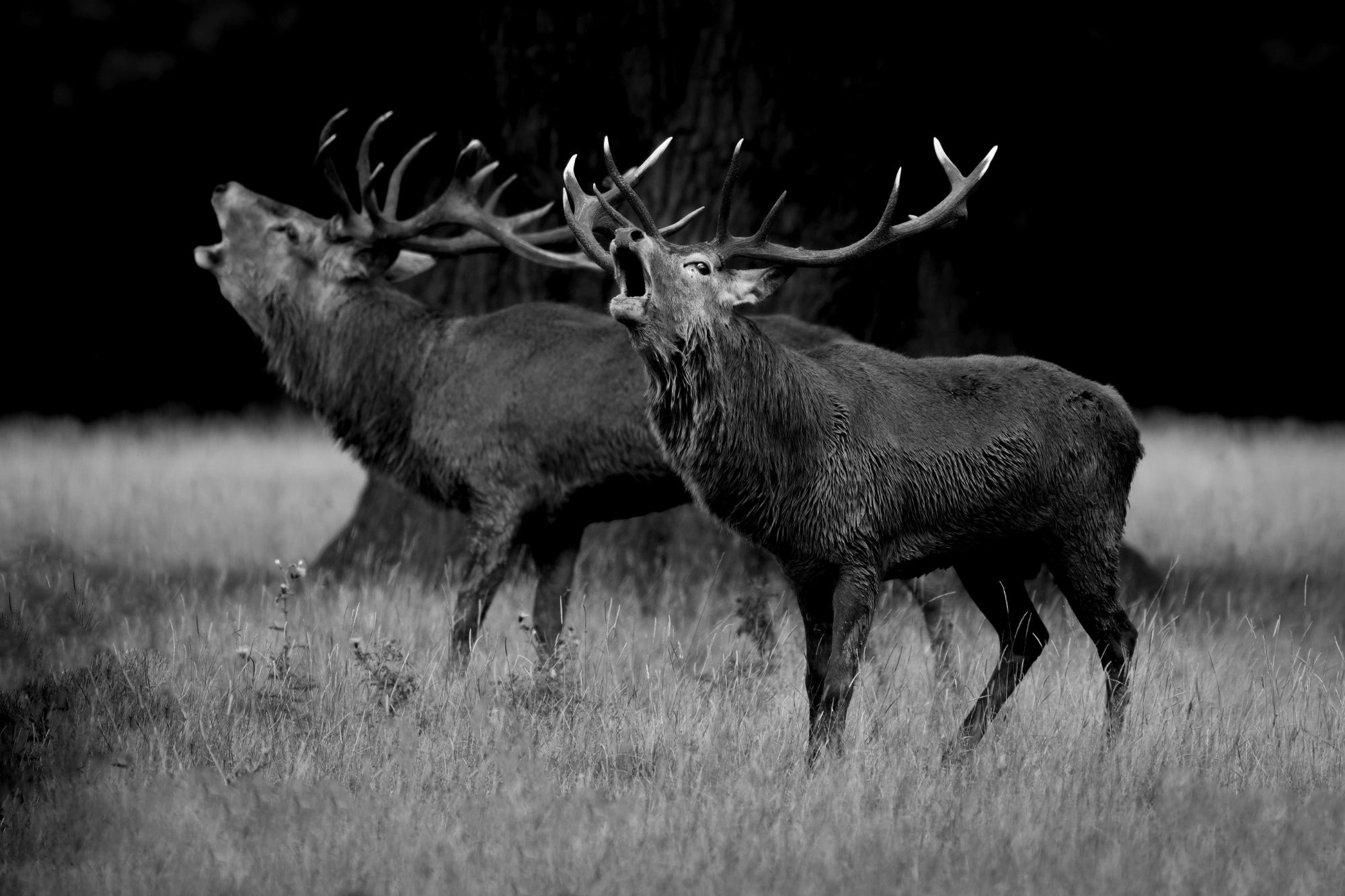 DSC_0284 Double Trouble Stags Calling (6x4 B&W).jpg