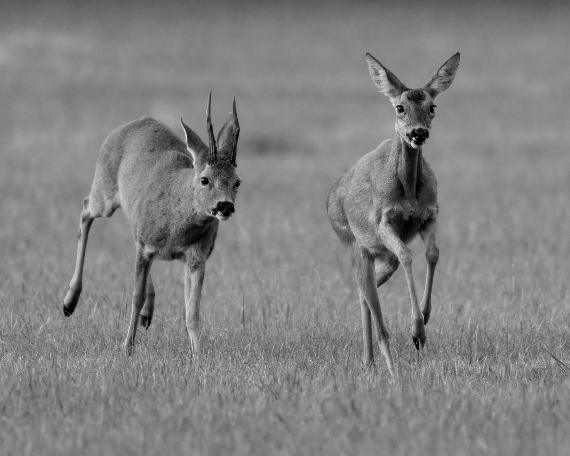 DSC_3219 Roe Deer Chase (8x10 B&W Edit).jpg