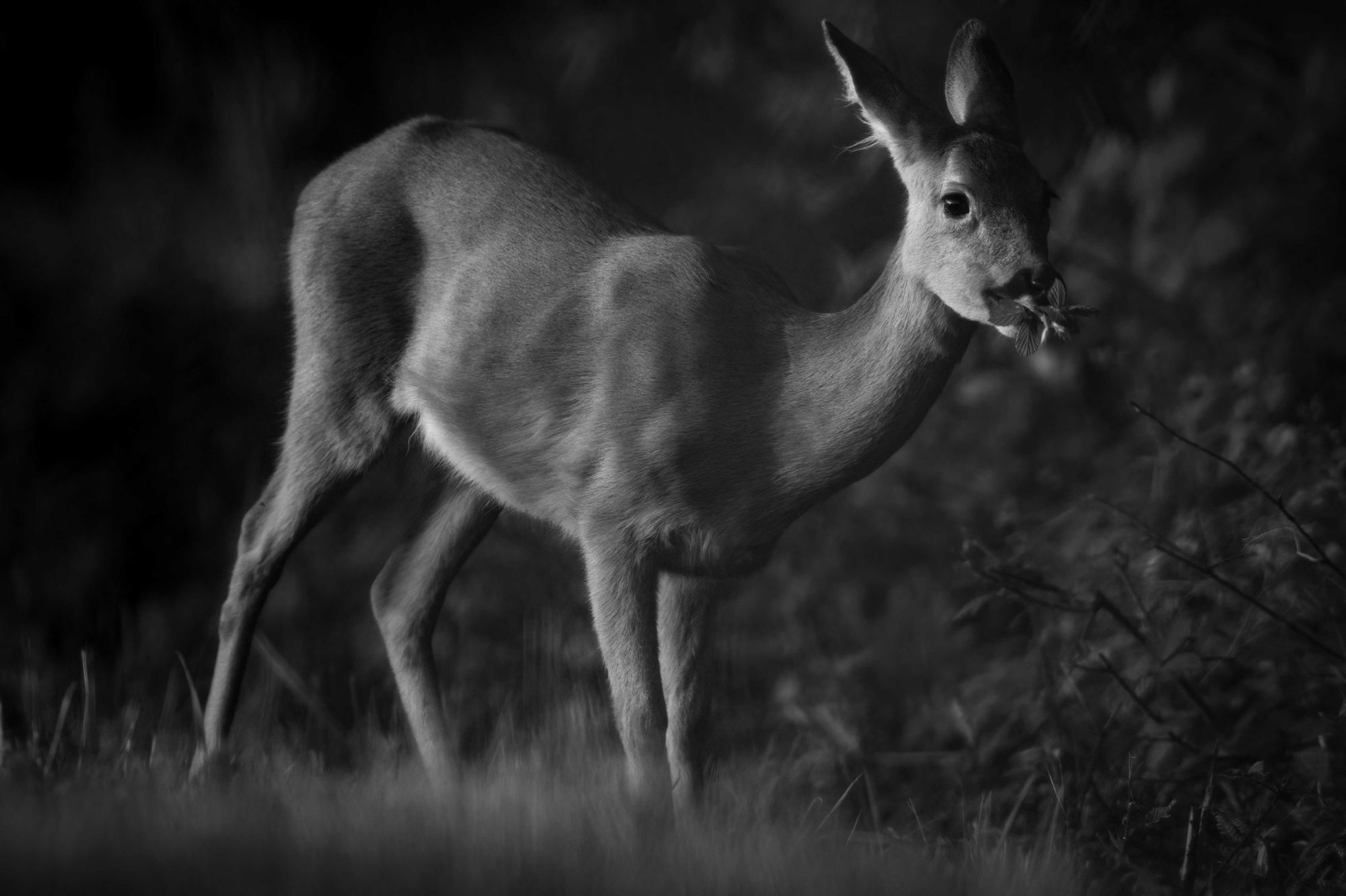 DSC_4837 Roe Deer Doe (6x4 B&W).jpg