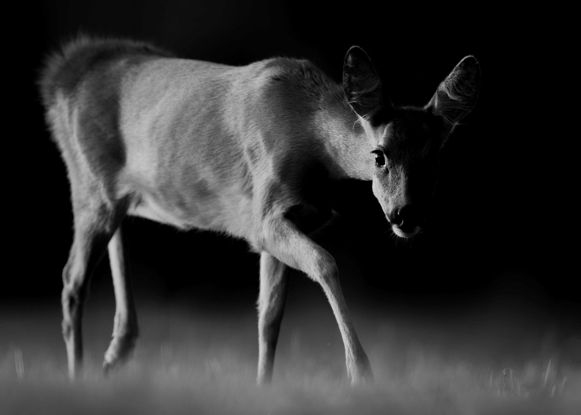 DSC_5290 Roe Deer Doe (7x5 B&W).jpg