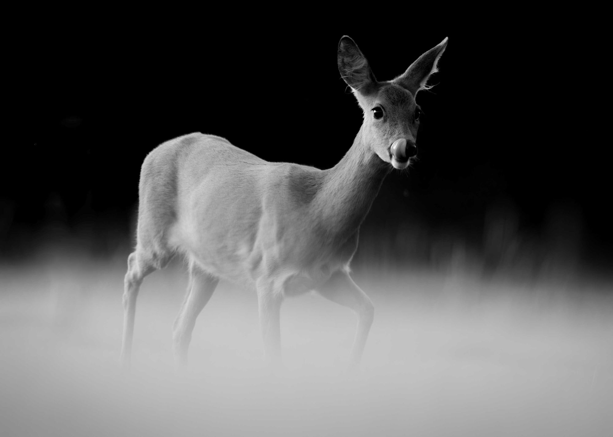 DSC_5657 Roe Deer Doe (7x5 B&W).jpg