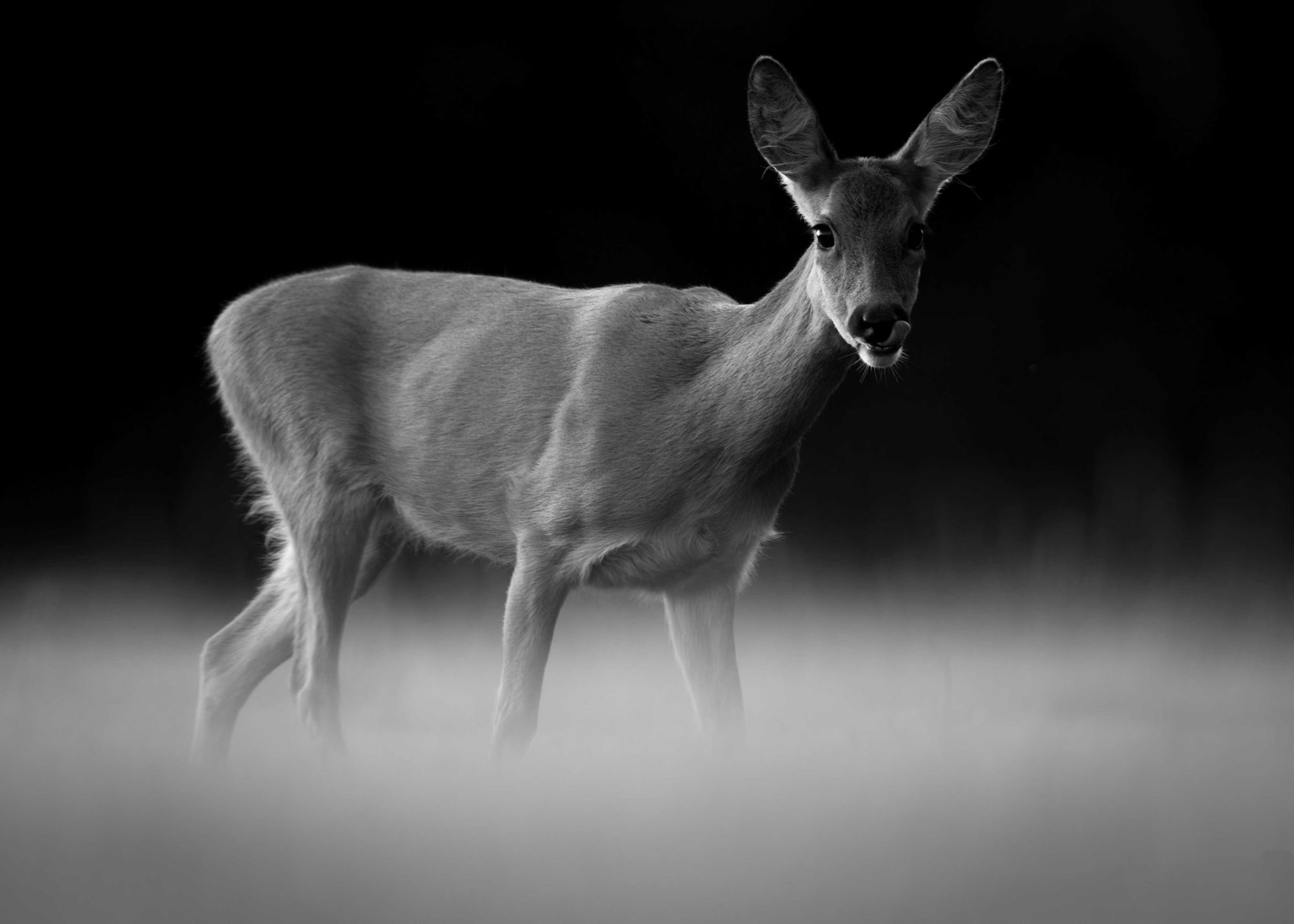 DSC_5746 Roe Deer Doe (7x5 B&W).jpg