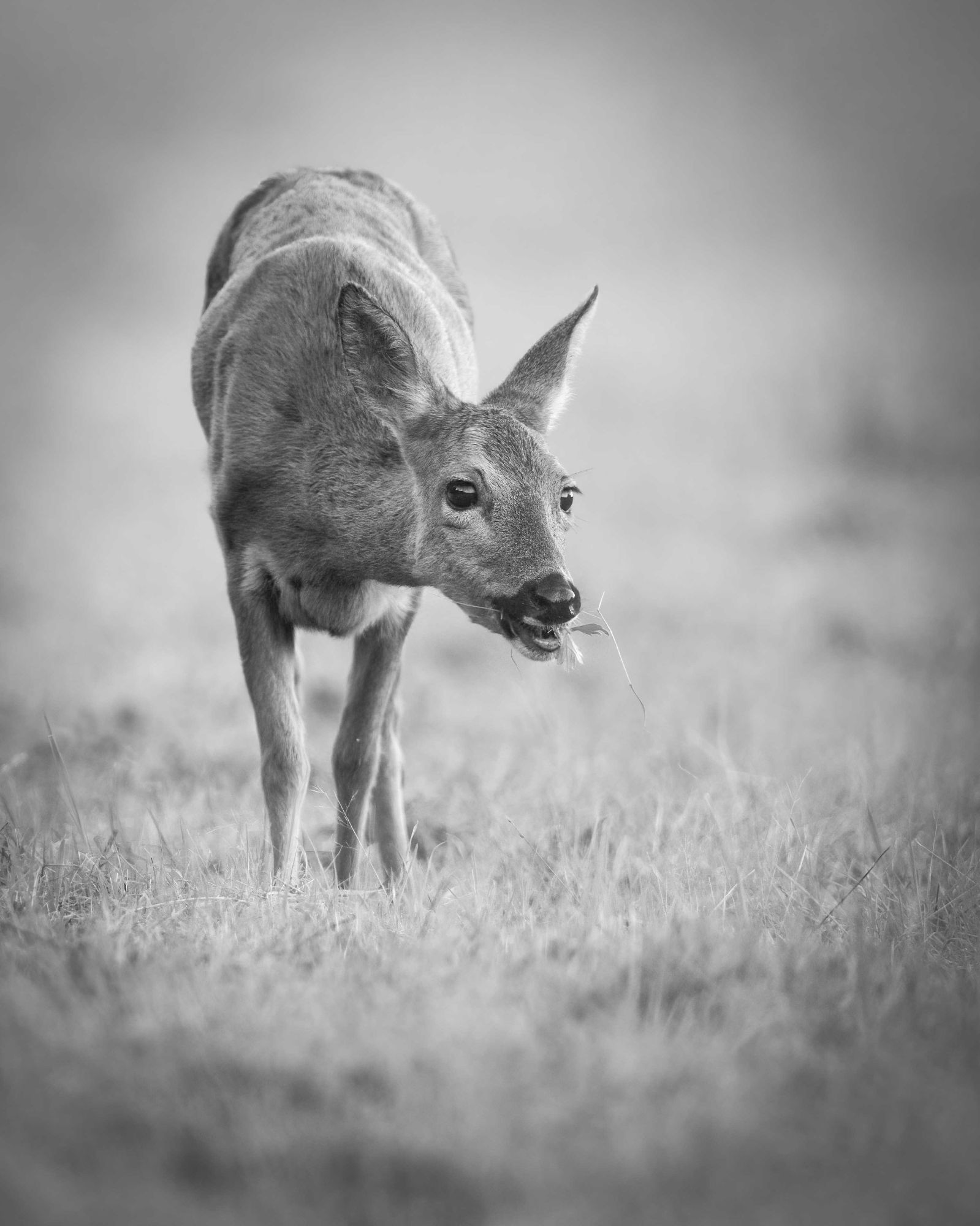 DSC_8774 Roe Deer Doe Eating (B&W 8x10 Portrait).jpg