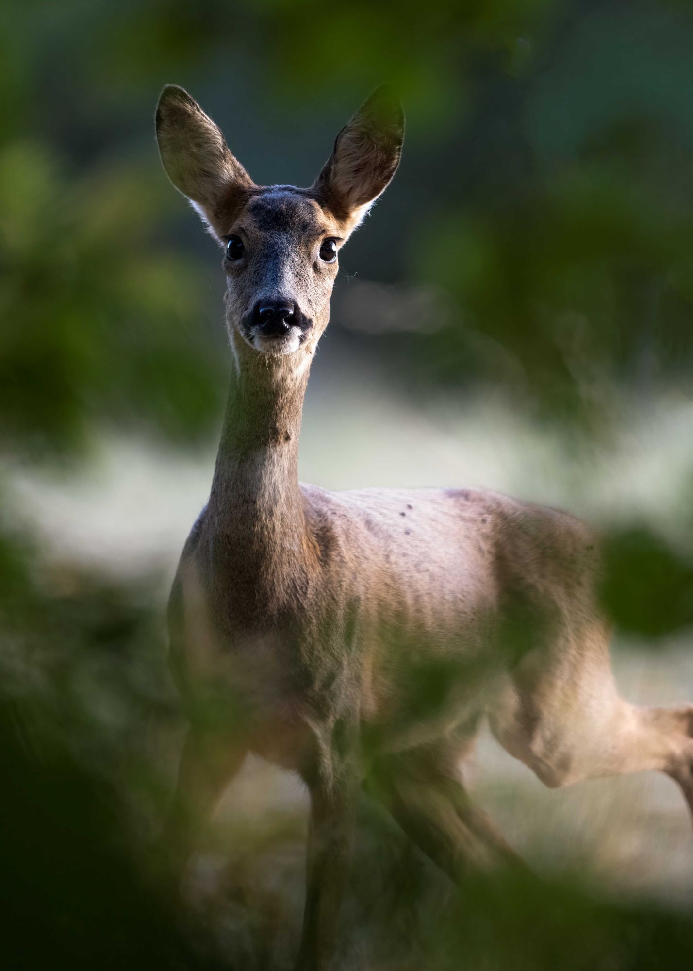 DSC_3122 Doe Roe Deer (7x5 Portrait).jpg