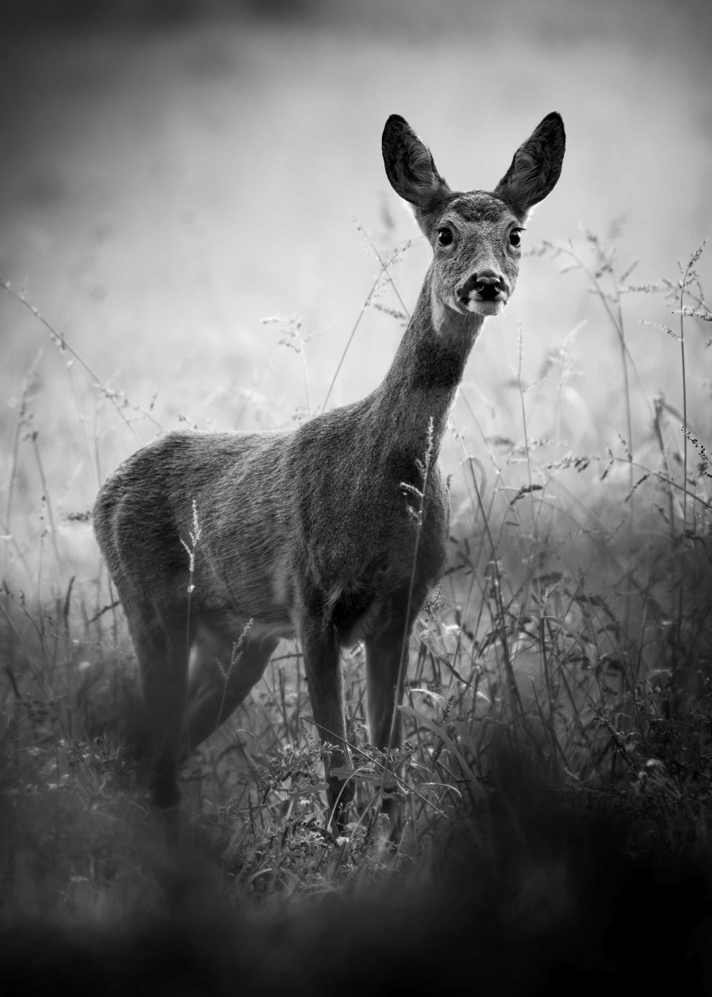 DSC_9478 Inquisitive Roe Deer Doe (7x5 B&W Portrait).jpg