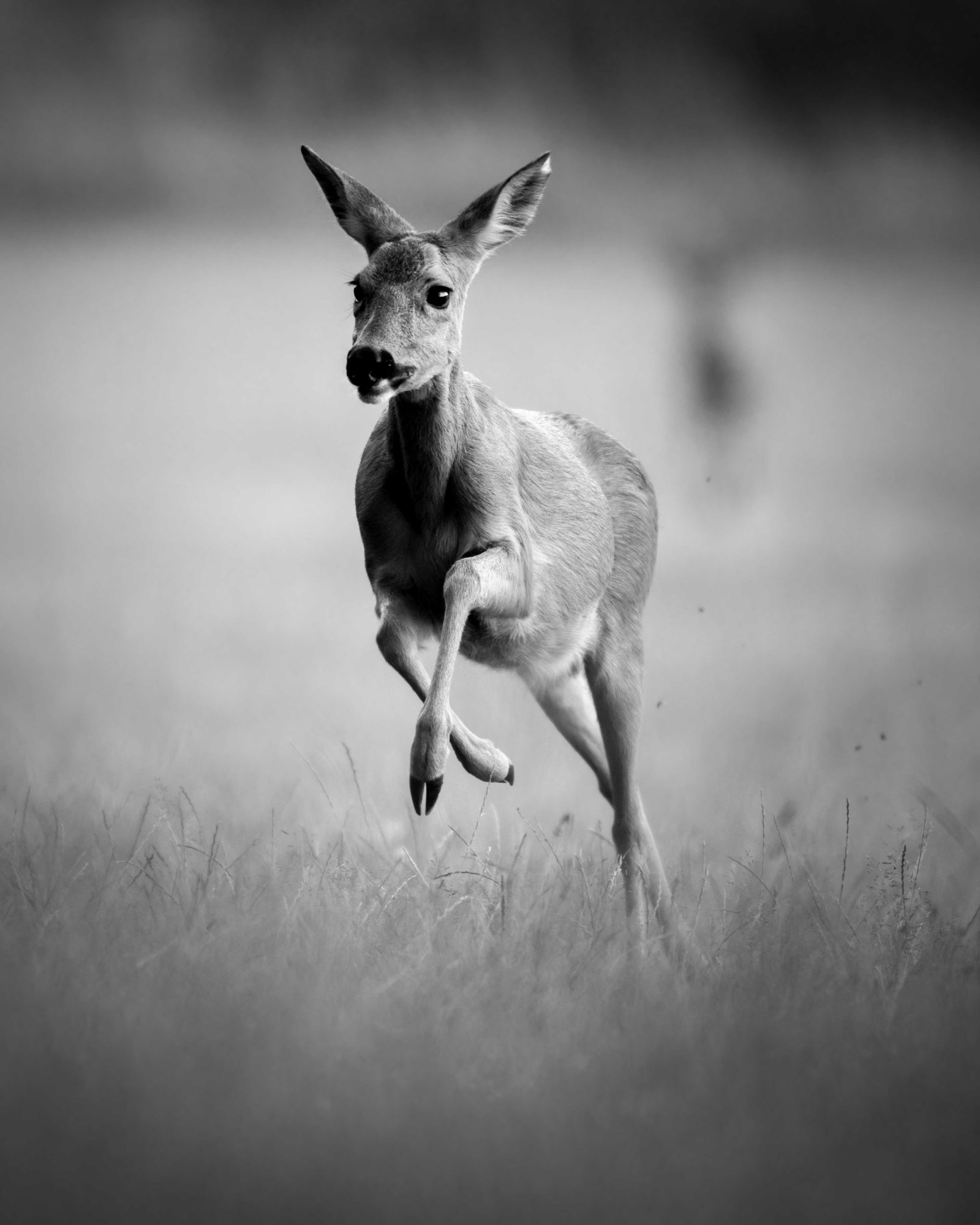 DSC_0543 Roe Deer Doe (8x10 B&W Portrait).jpg