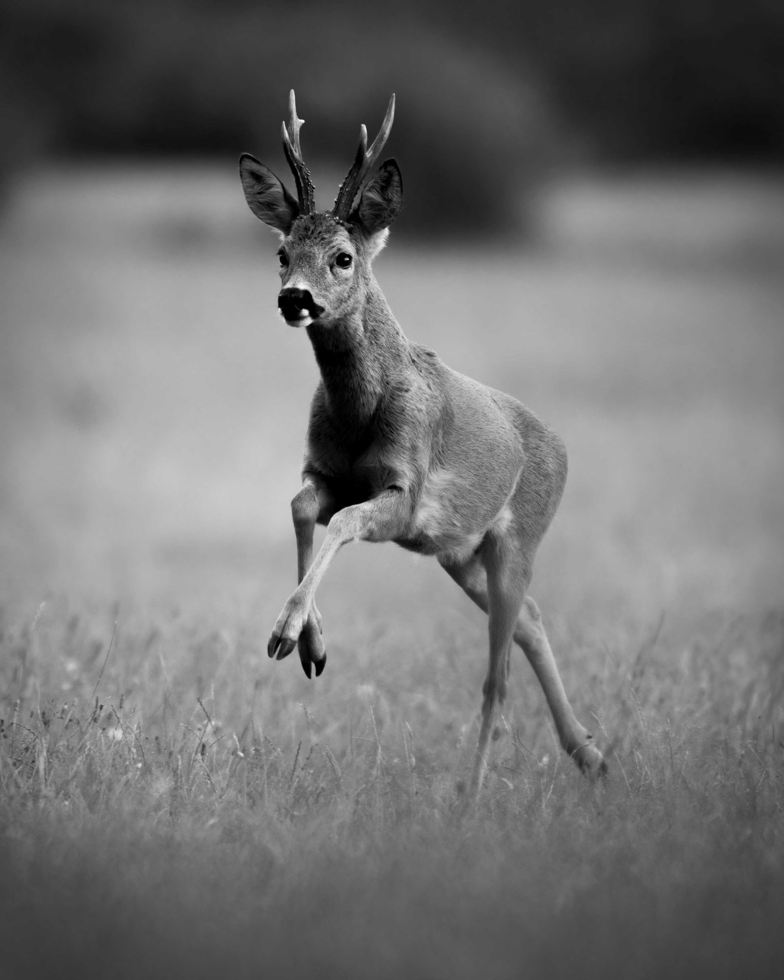 DSC_0570 Roe Deer Buck (8x10 B&W Portrait).jpg
