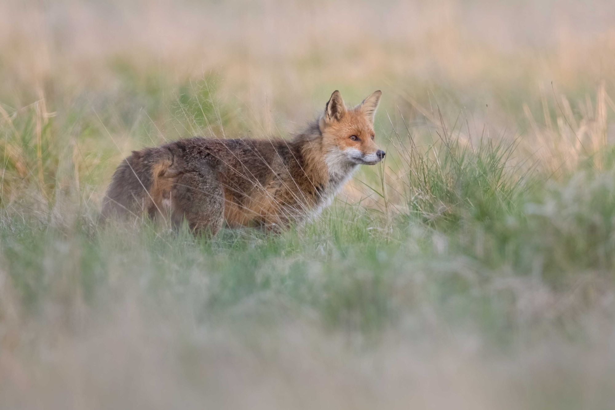 DSC_6798 Fox (6x4)