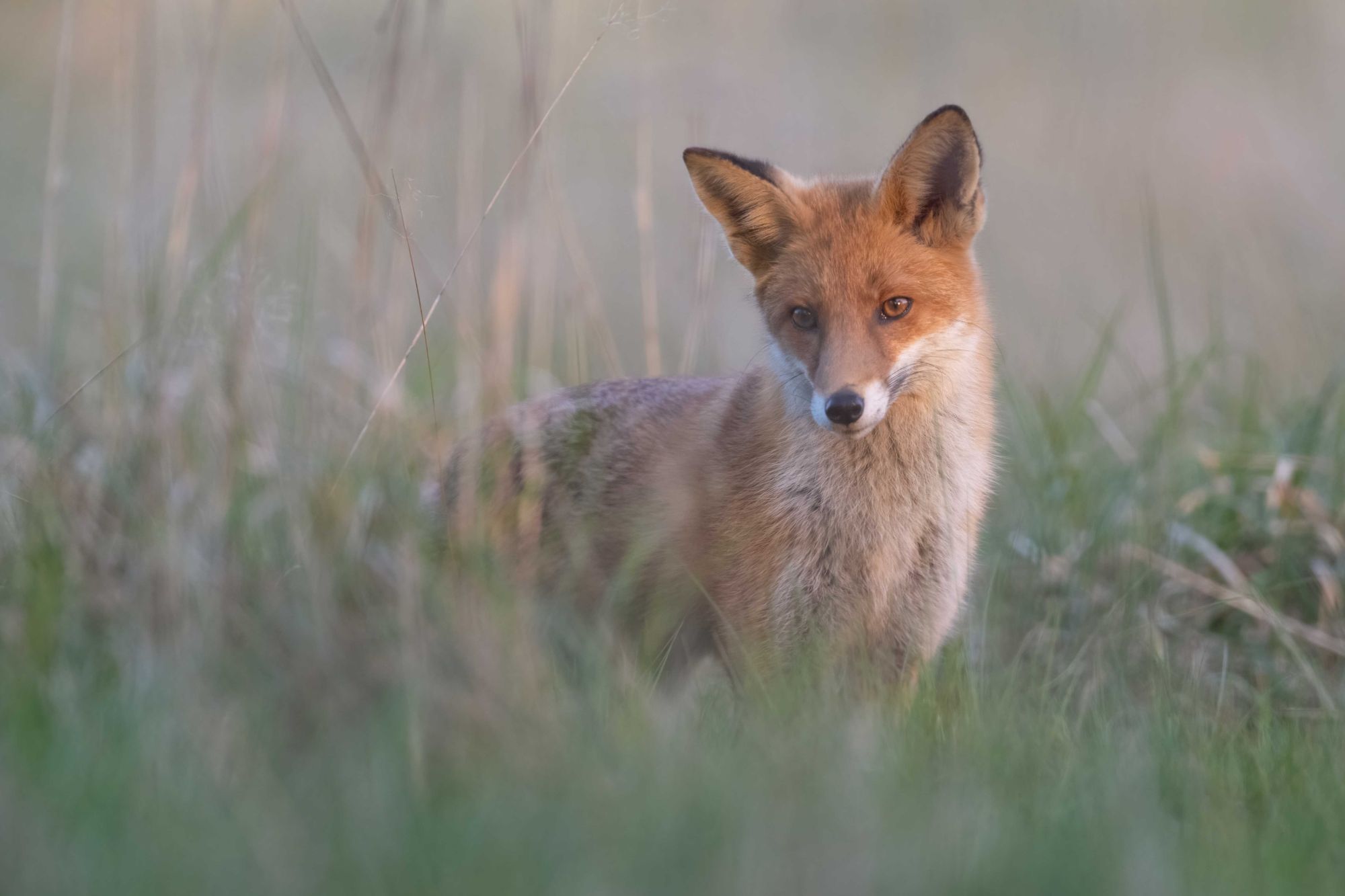 DSC_6813 Fox (6x4).jpg