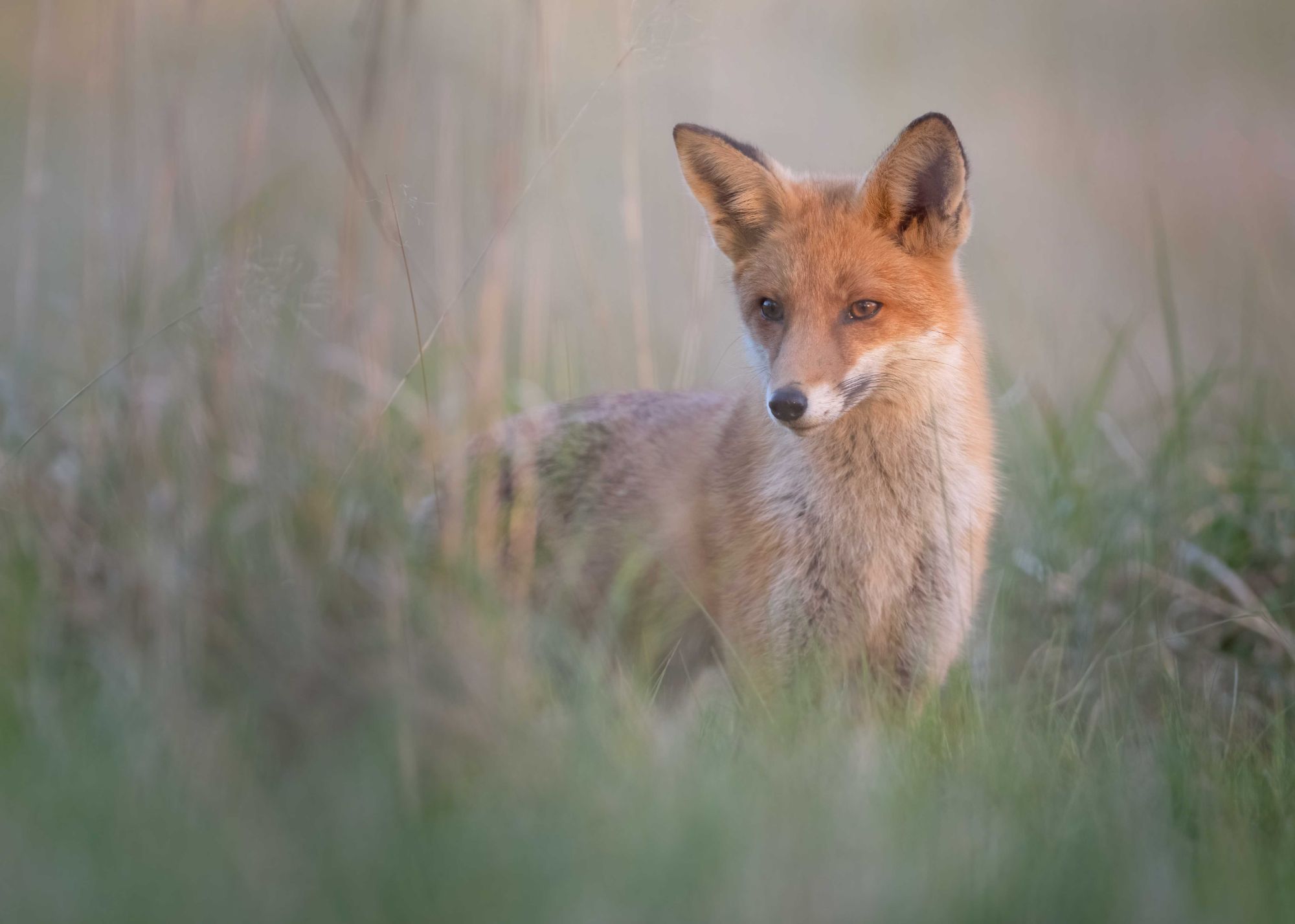 DSC_6827 Fox (7x5).jpg