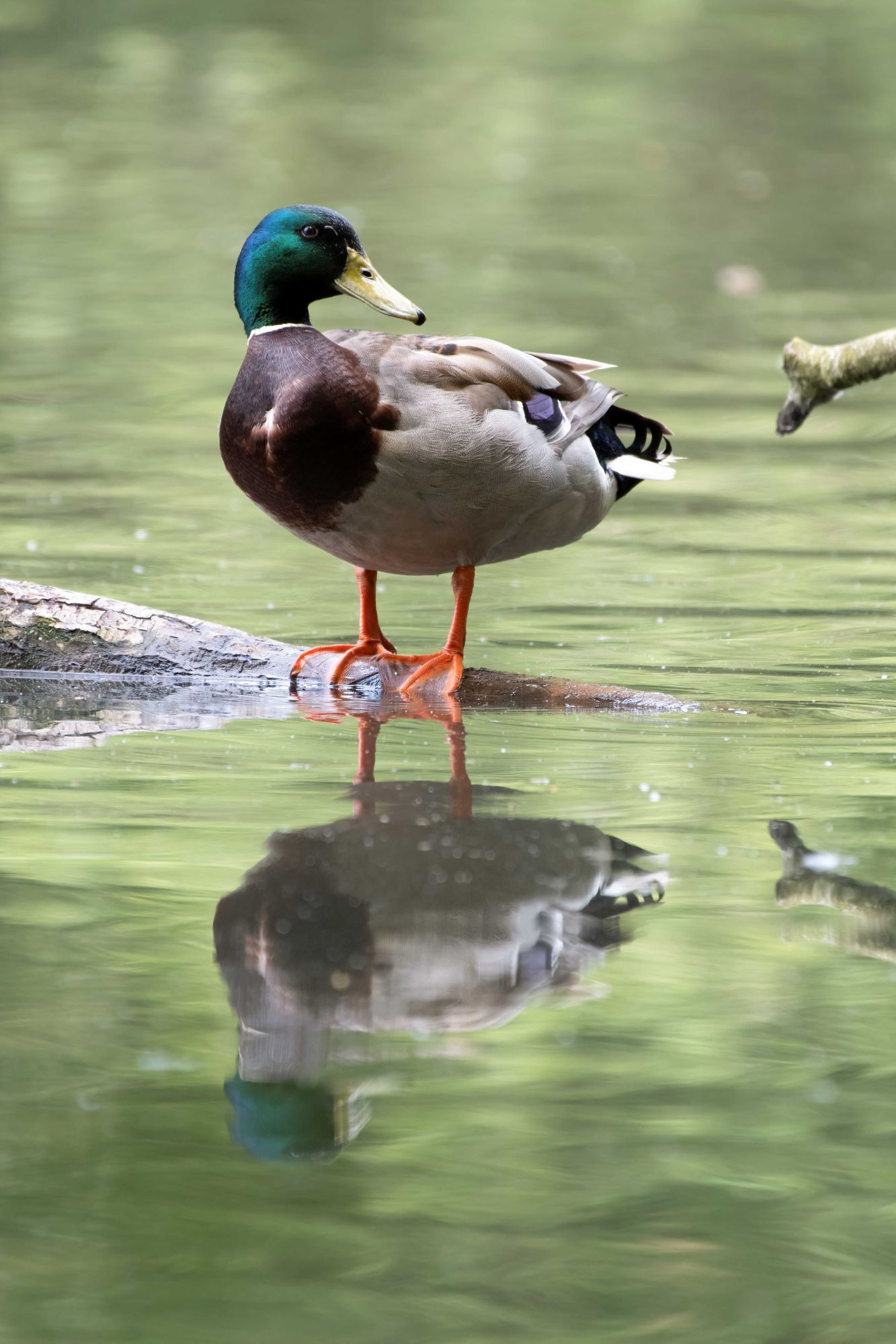 DSC_7031 Male Mallard