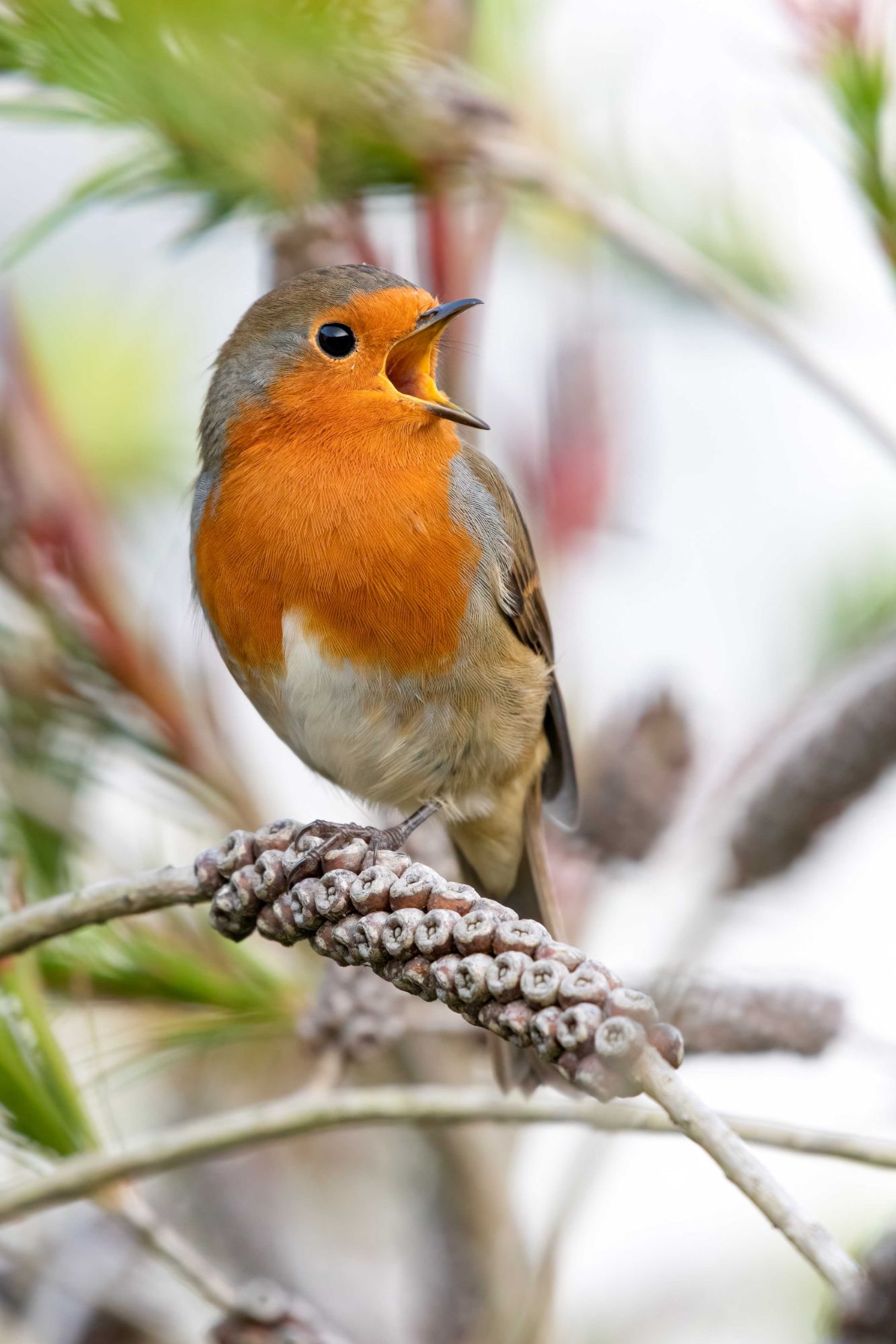DSC_7033 Singing Robin