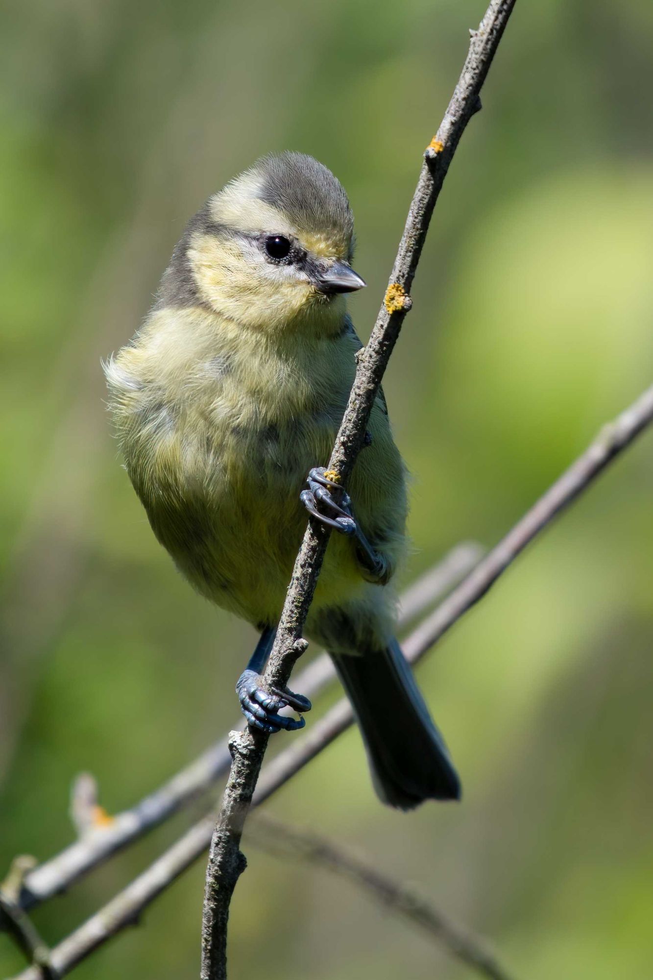 DSC_1752 Juvenile Bluetit ((6x4 Portrait).jpg