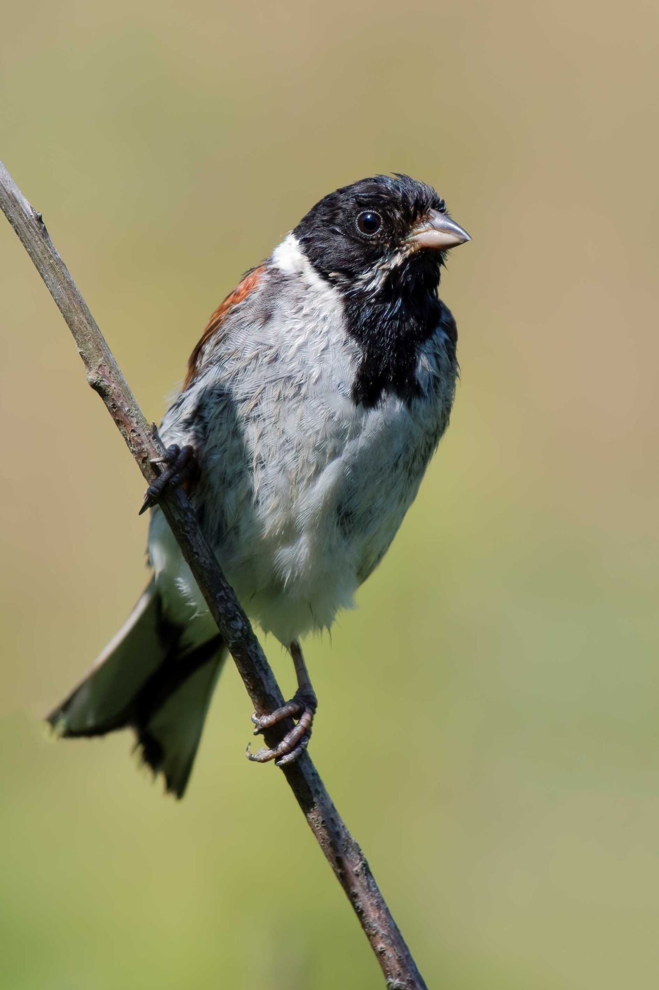 DSC_1760 Reed Bunting (6x4 Portrait).jpg